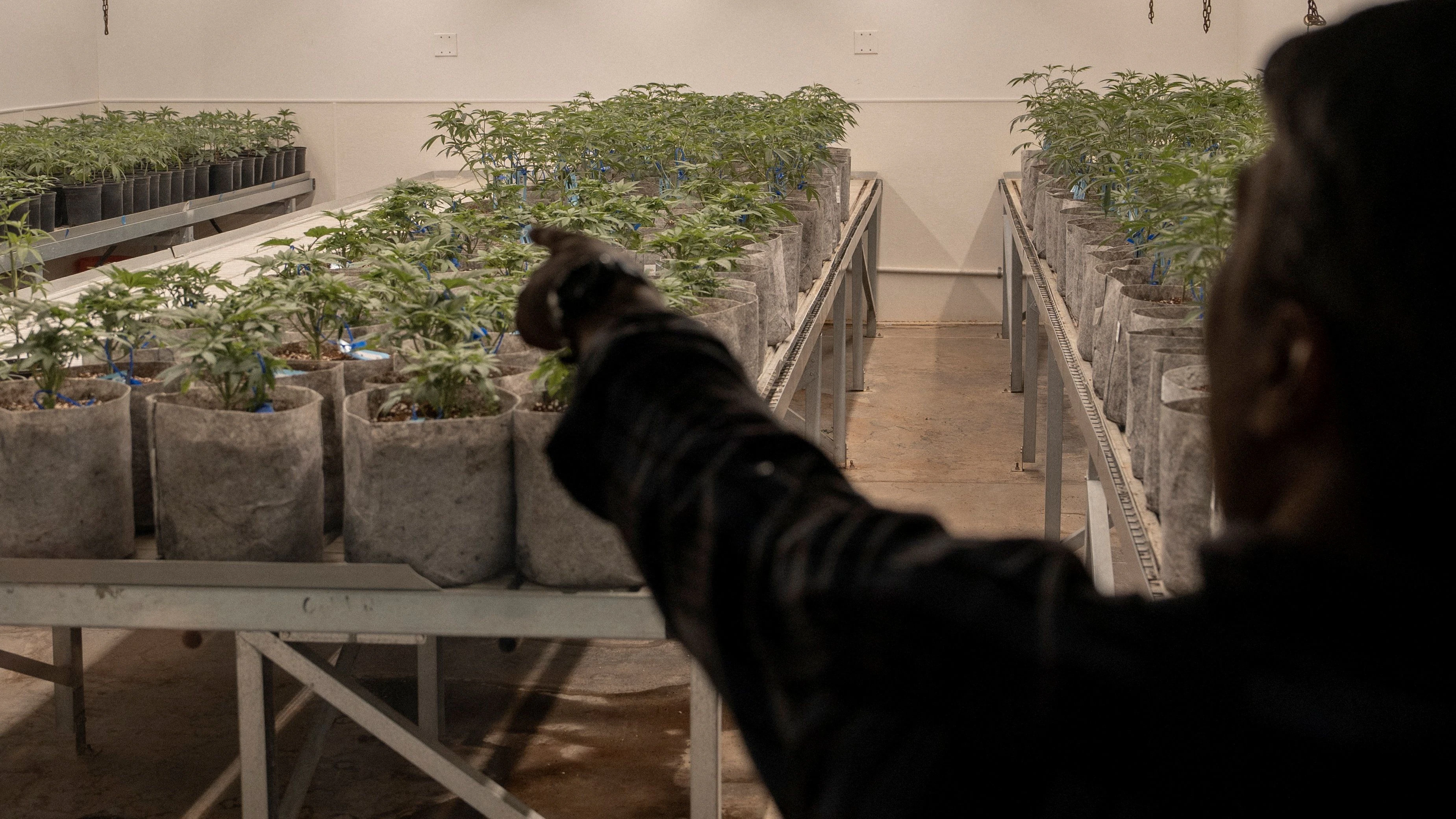 Cannabis-Plantagen