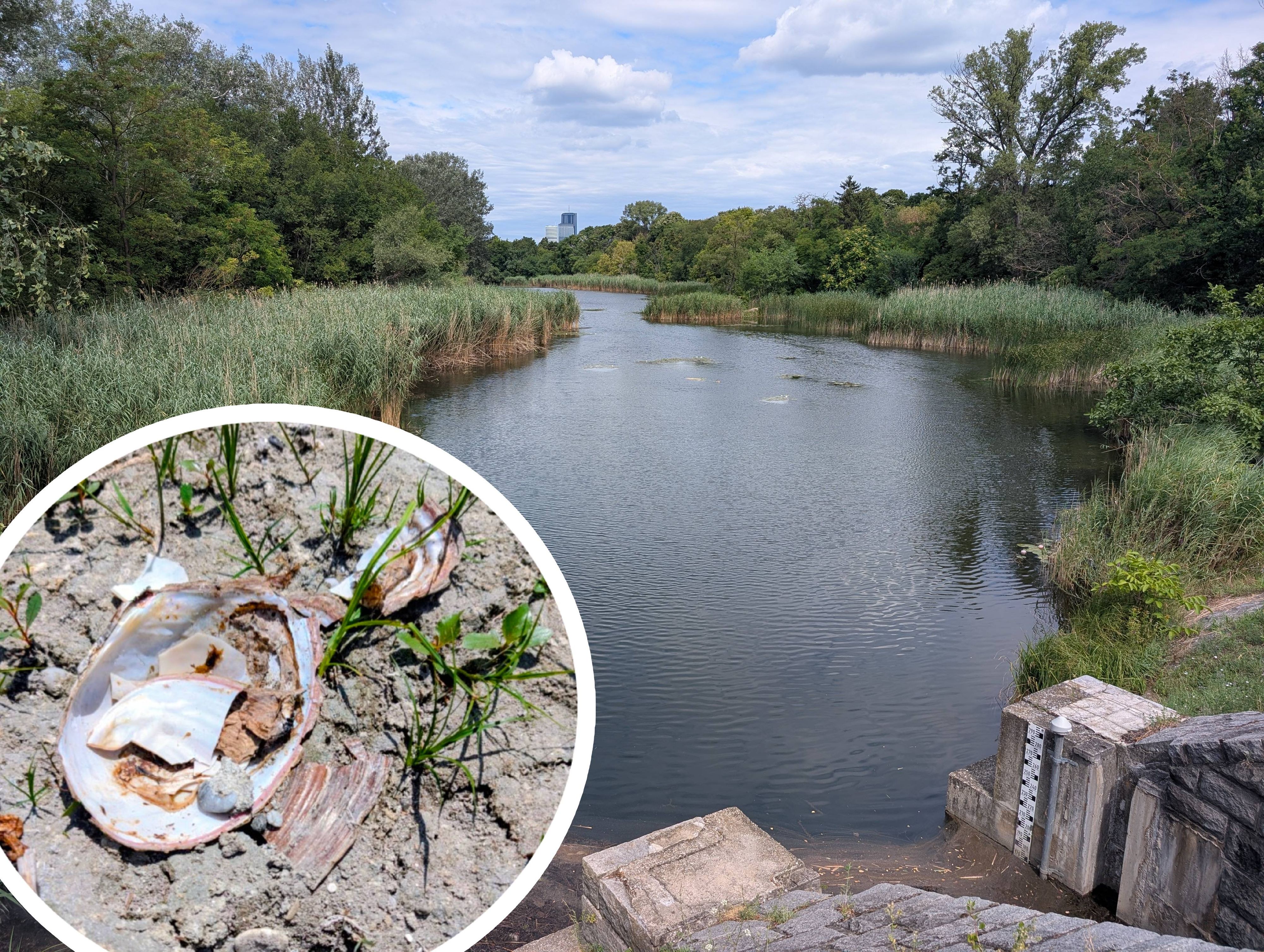 Heute.at - Wegen extremer Hitze – Massensterben in der Lobau