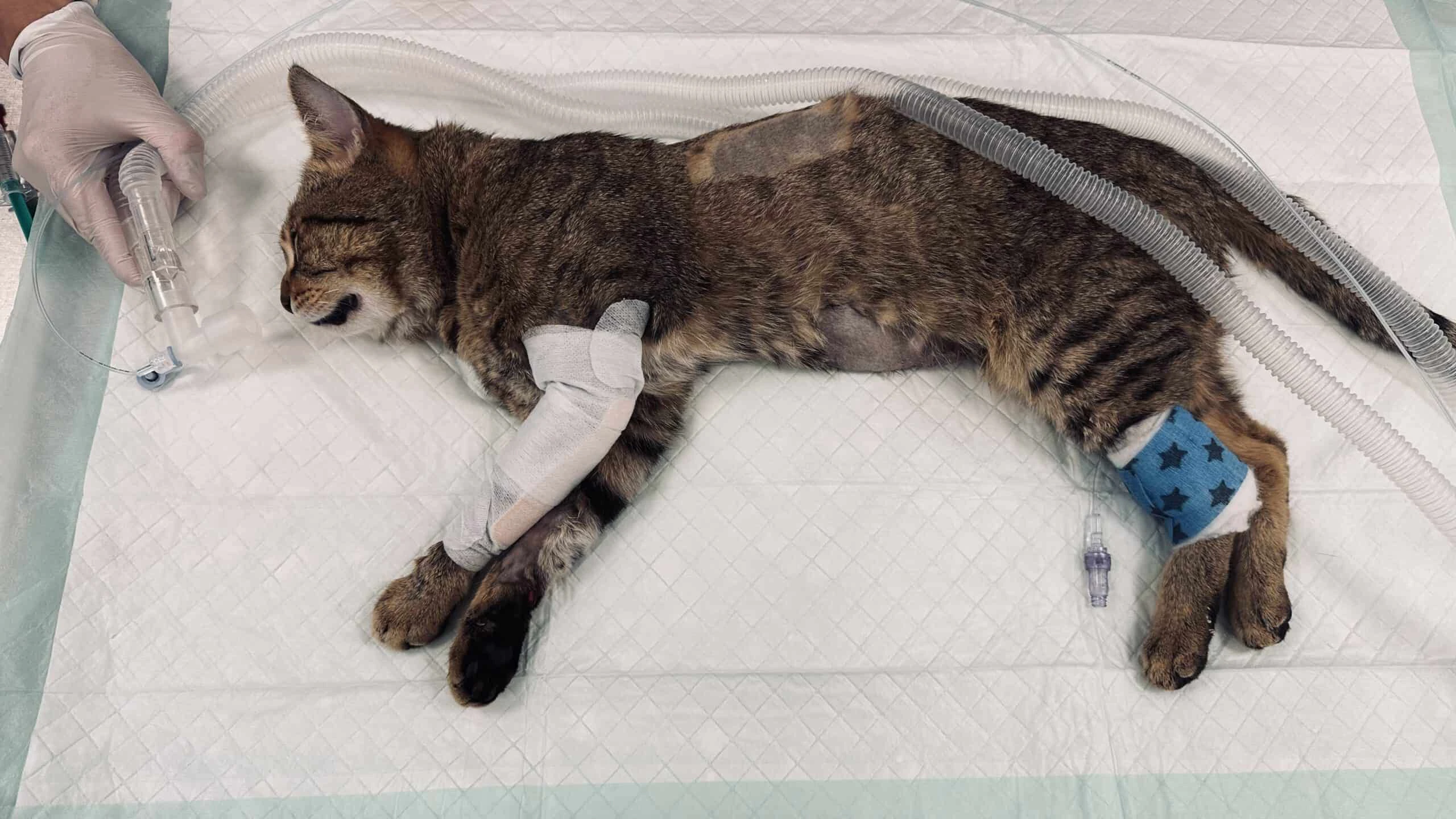 Die Operation hat "Frankie" zumindest mal gut überstanden.