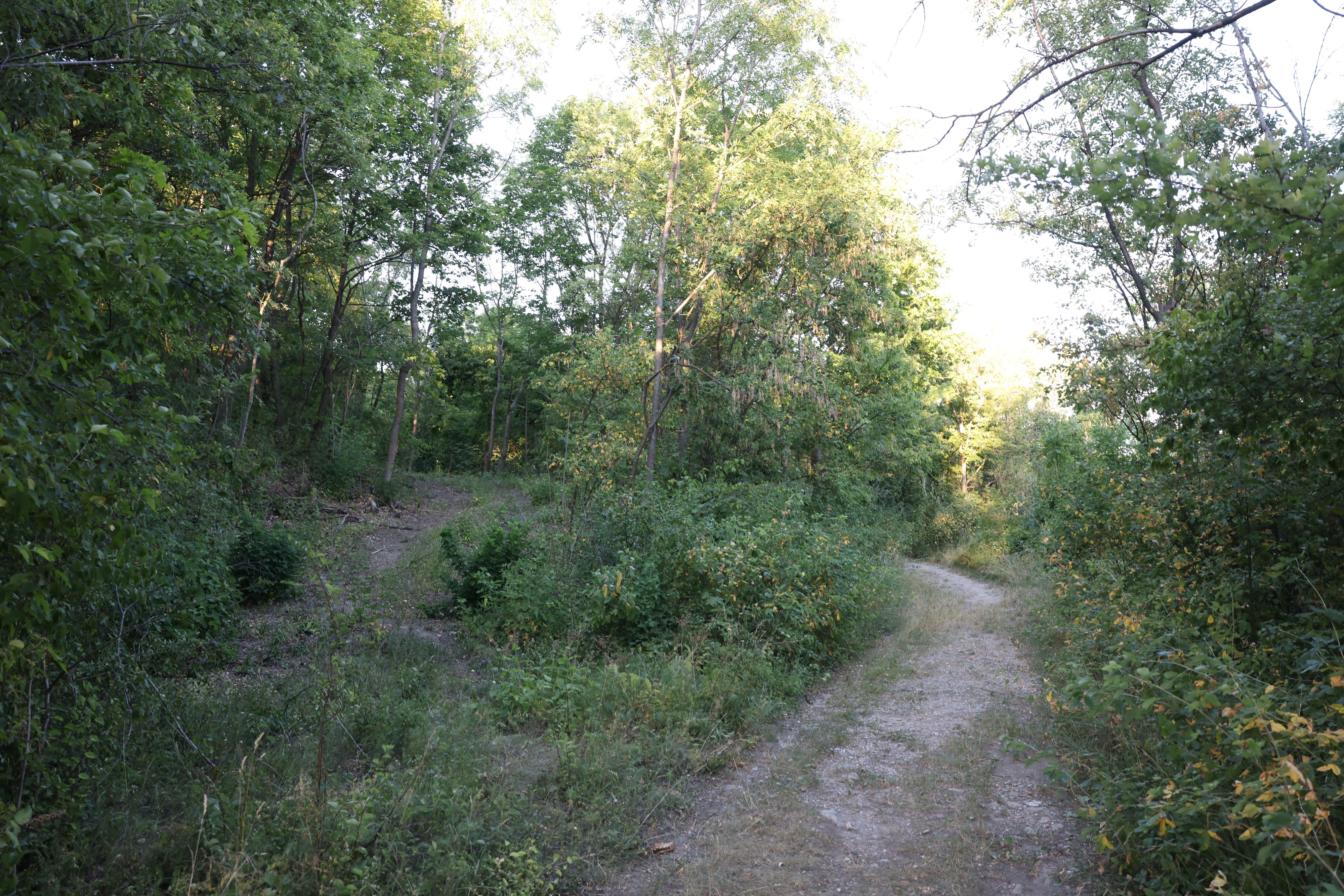 Heute.at - Akute Waldbrandgefahr – in Wien gilt höchste Vorsicht