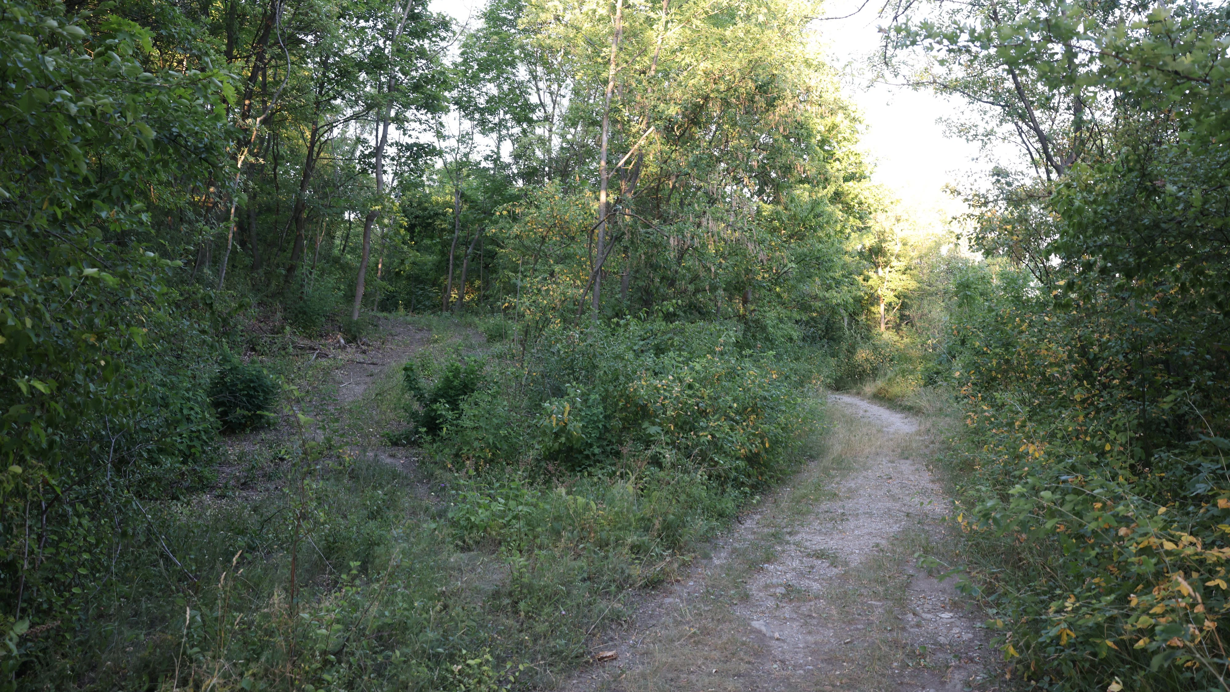 Wald Wien