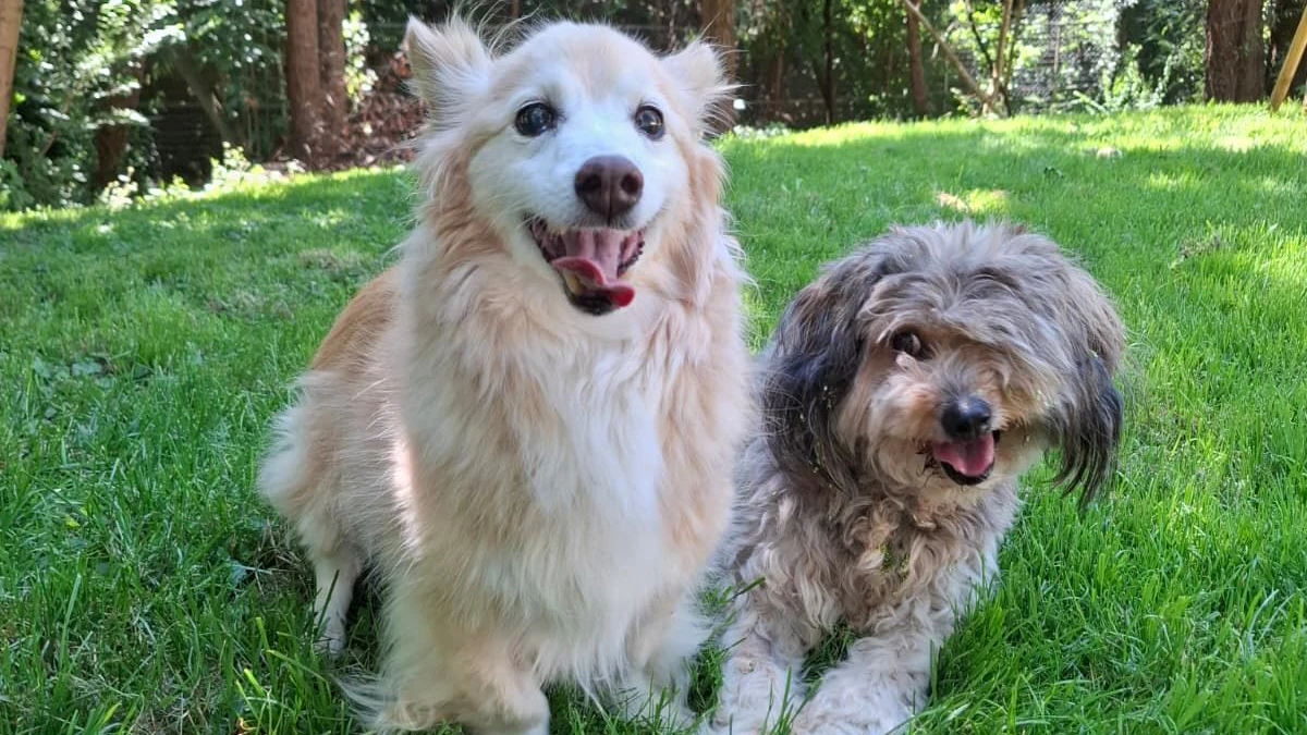 Bonny und Casey suchen nach einem neuen Heim für den Sommer.