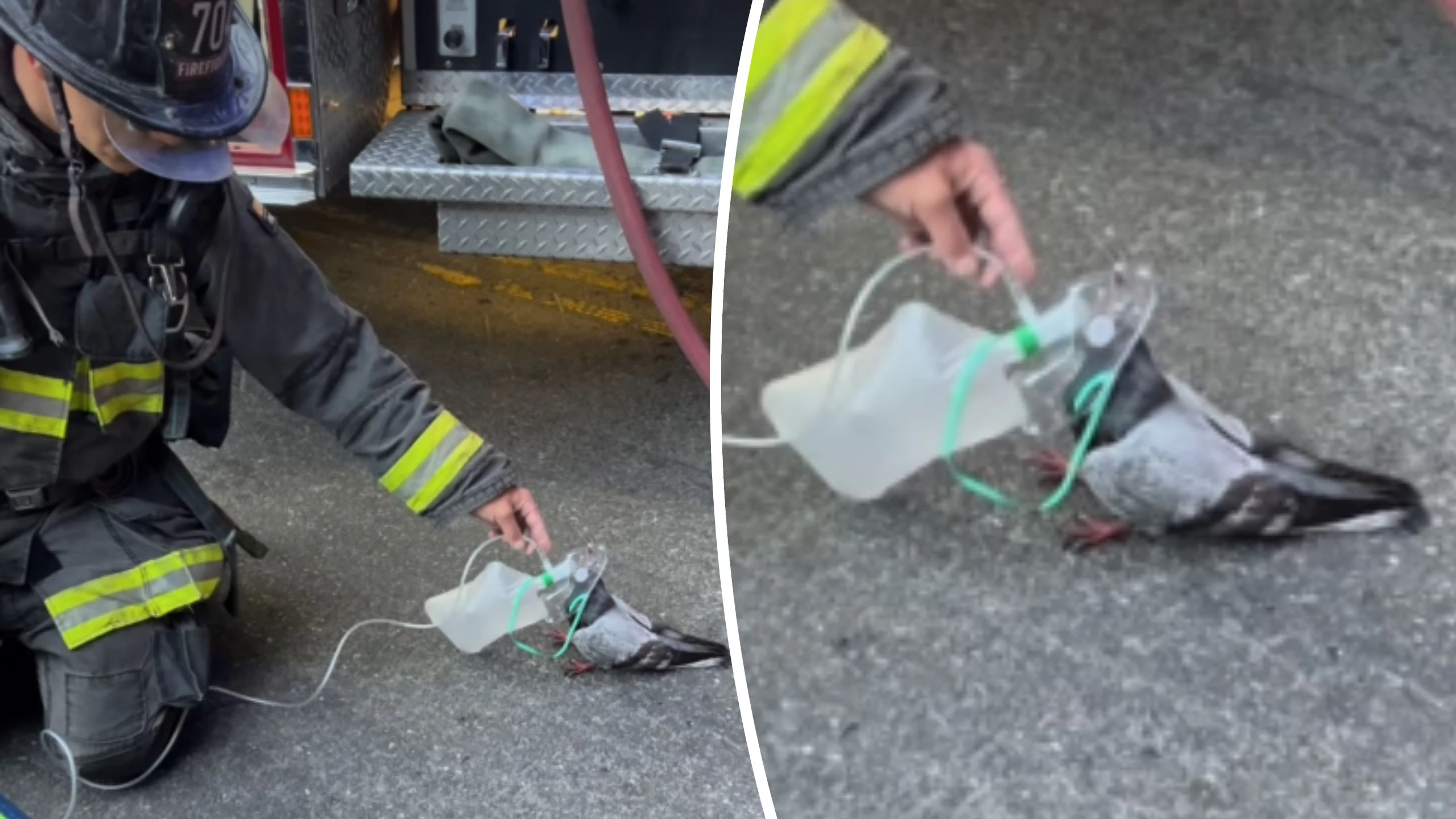 Die Taube wurde beatmet: Das kurze Video davon lässt das Herz von Tierfreunden höherschlagen.