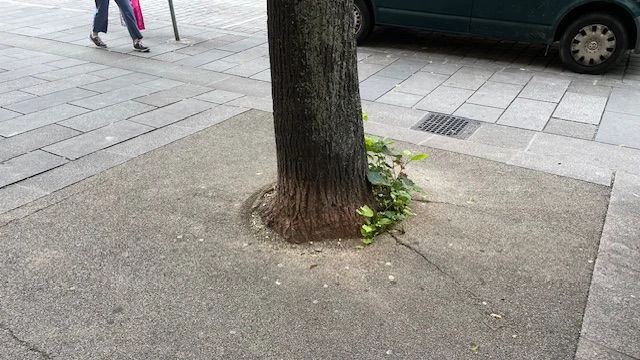 59 Baumscheiben in der Meidlinger Hauptstraße werden begrünt.