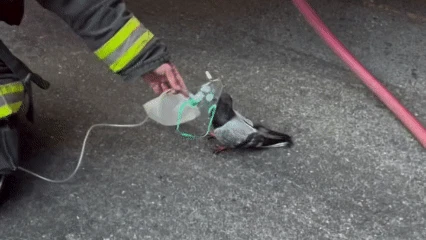 Heute.at - Feuerwehr rettet Taube mit Sauerstoff-Beatmung