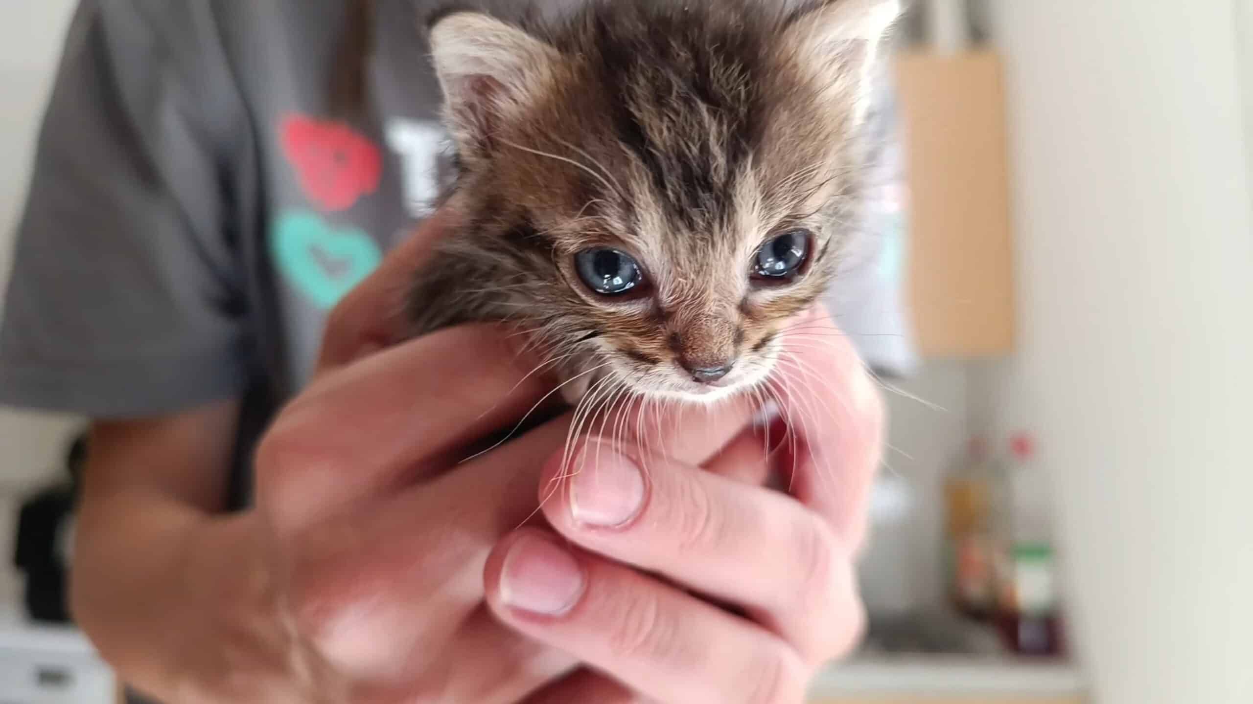 Auch die kleine 