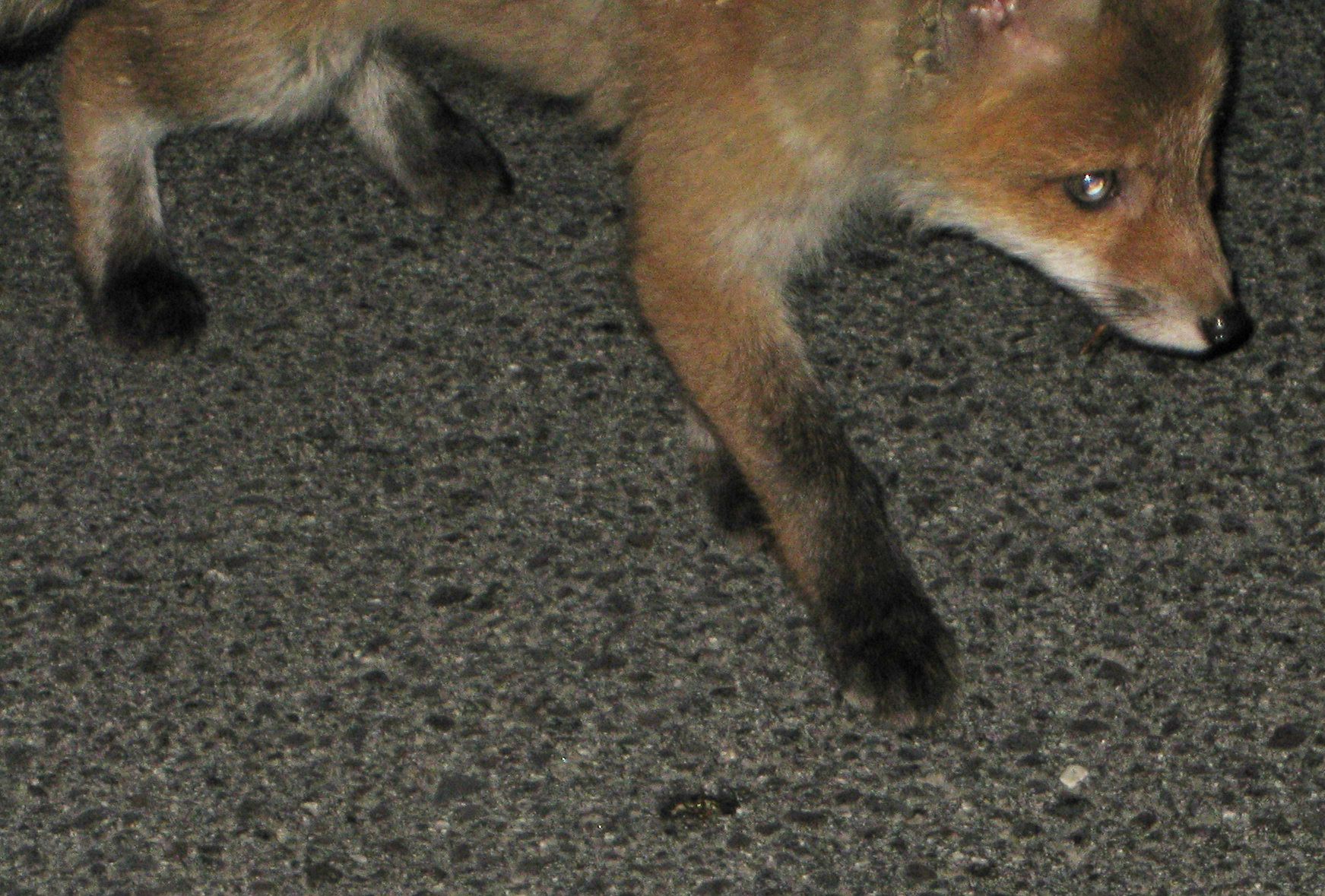 Ein Fuchs hat einen Unfall auf der A12 ausgelöst.