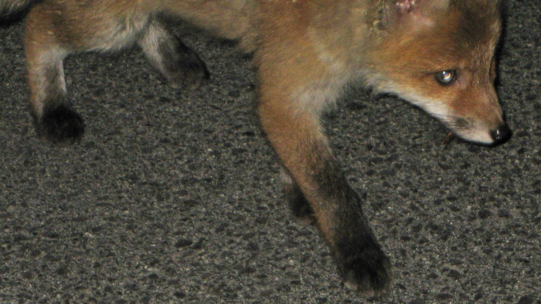 Ein Fuchs hat einen Unfall auf der A12 ausgelöst.