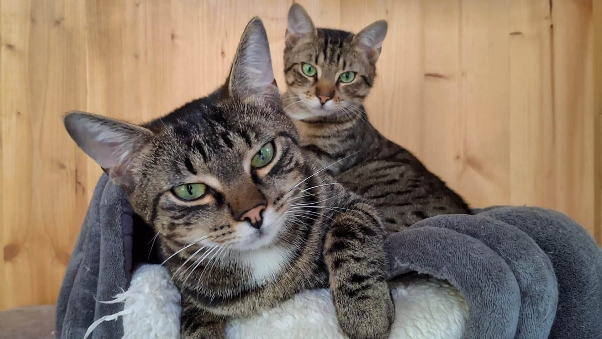 Auch Bruno und Berta waren ursprünglich Streunerkitten. 