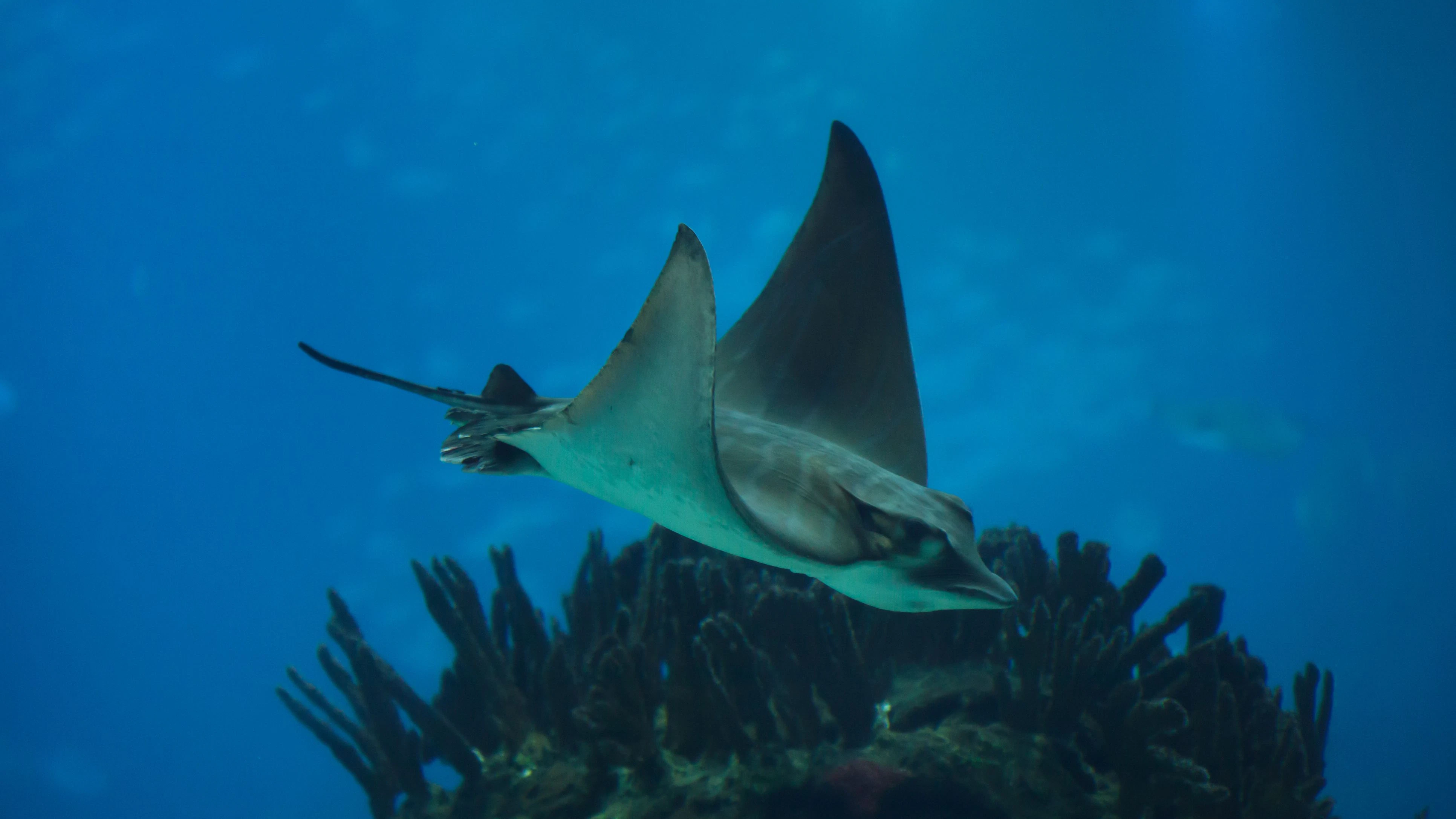 Bull ray (Aetomylaeus bovinus). Marine fish.