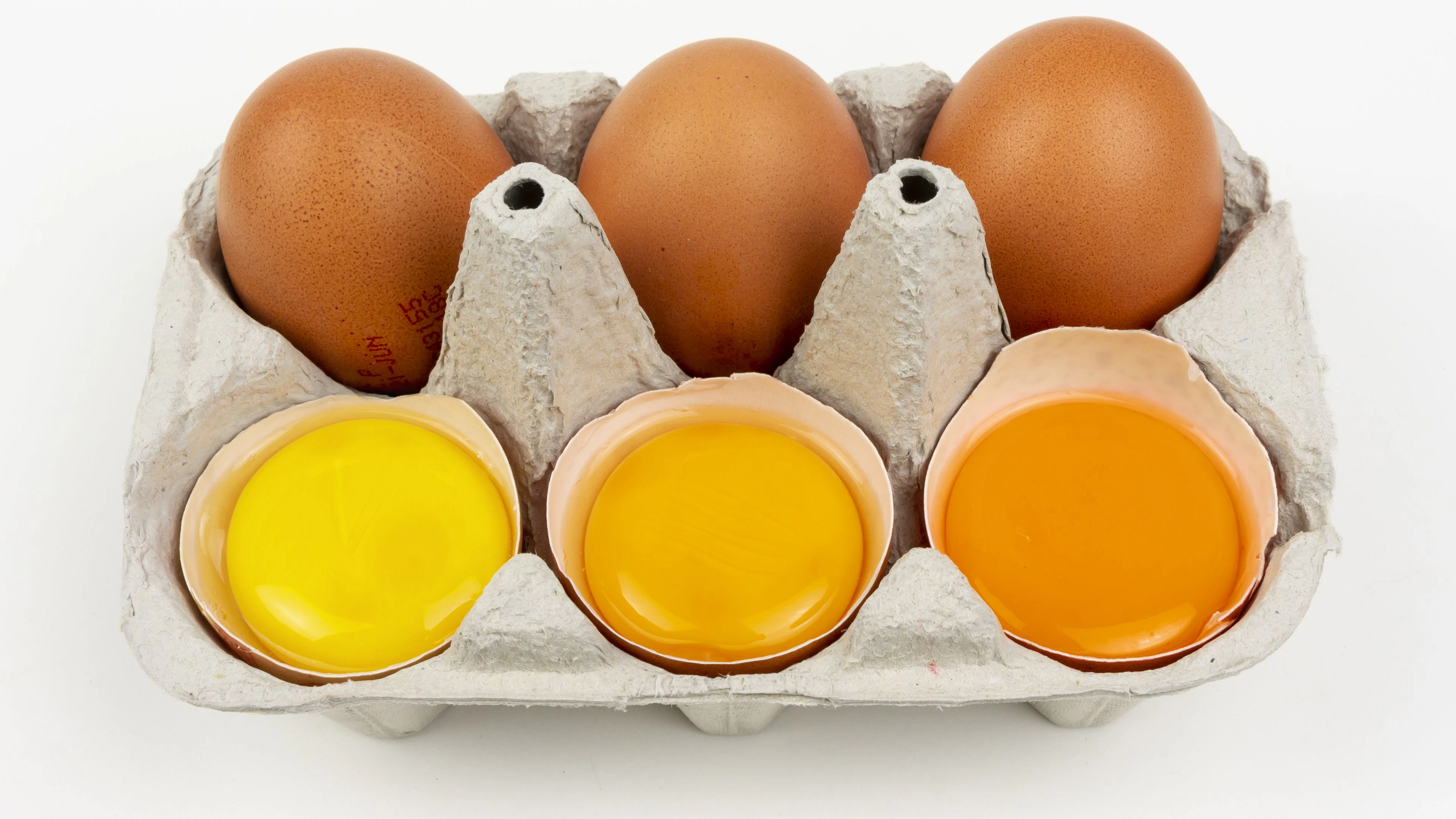 Yolk different colours of chicken egg, yellow and orange, dark and bright, chicken and hen.