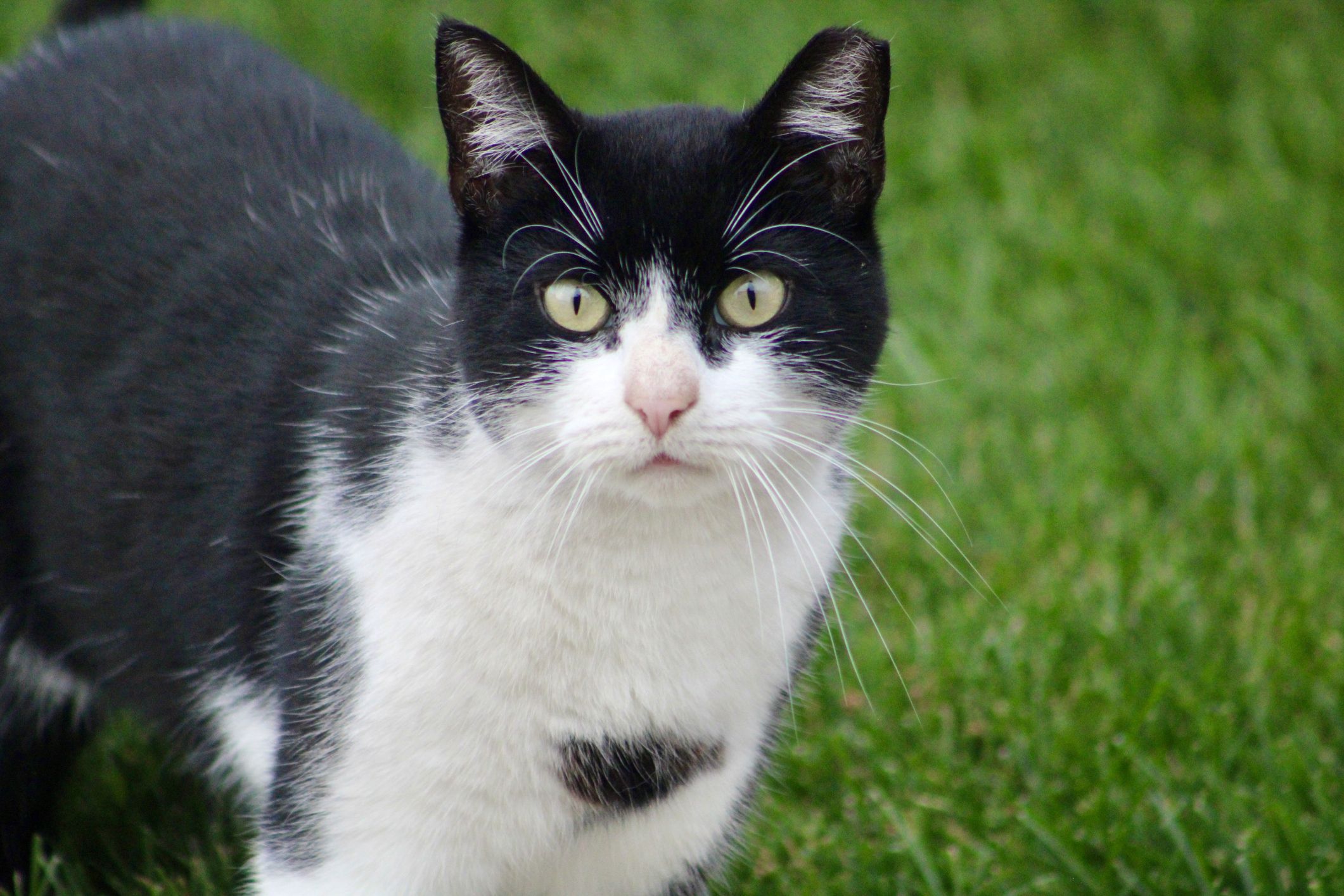 Der Steirer sah nur schwarz-weiß – tötete die Katze. 