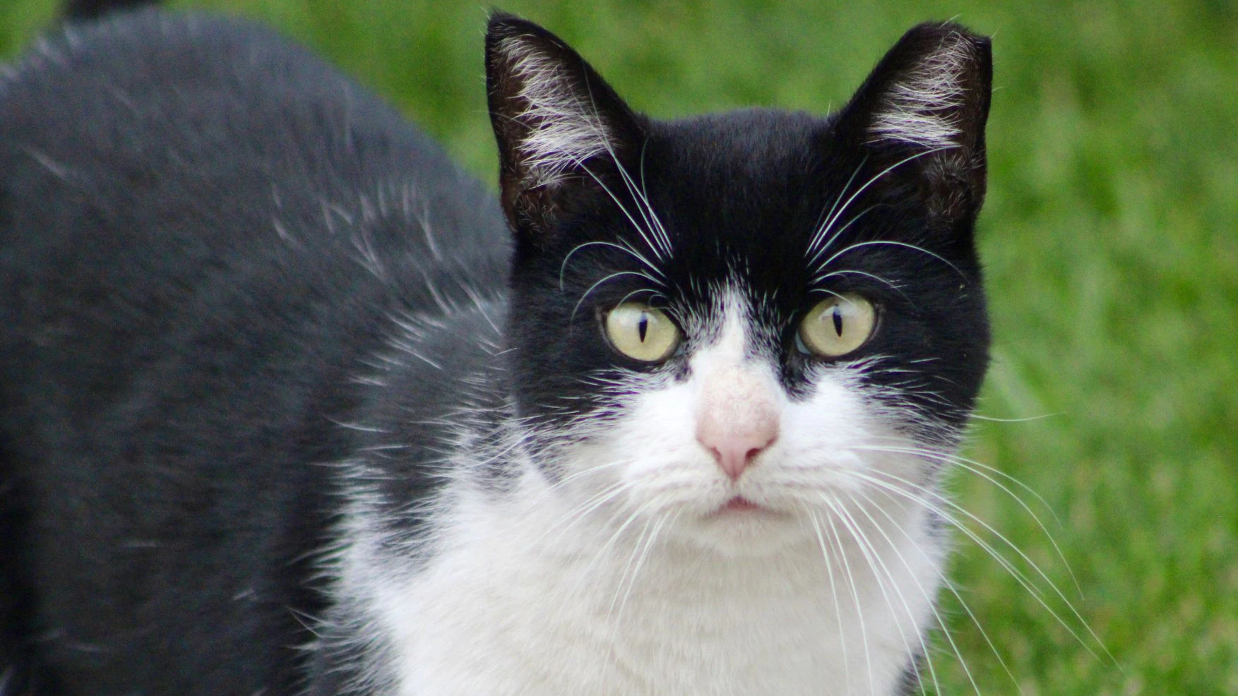 Der Steirer sah nur schwarz-weiß – tötete die Katze. 
