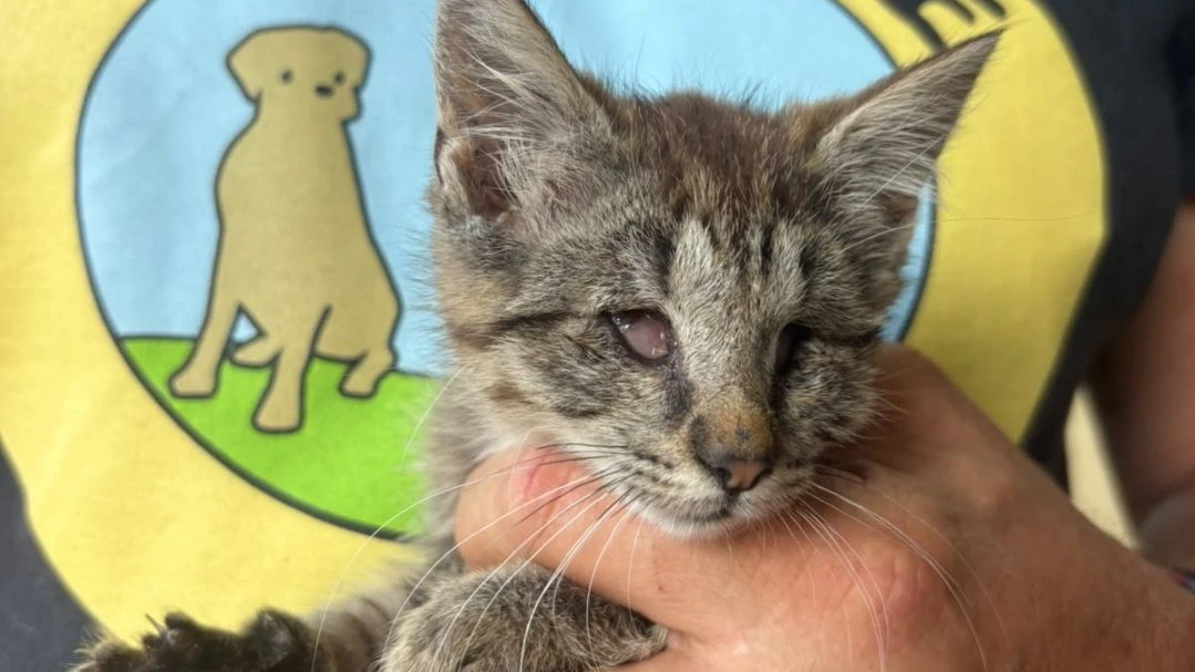 Kätzchen Kitty wird ebenfalls von der Pfotenhilfe versorgt.