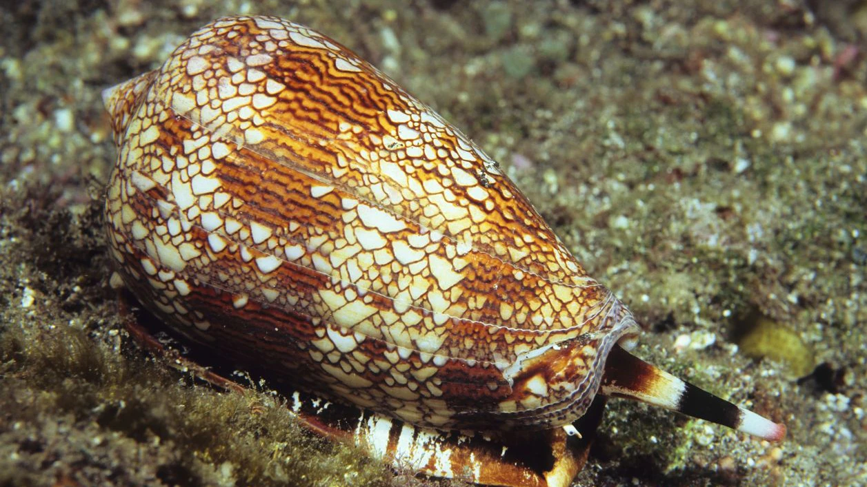 Kegelschnecke