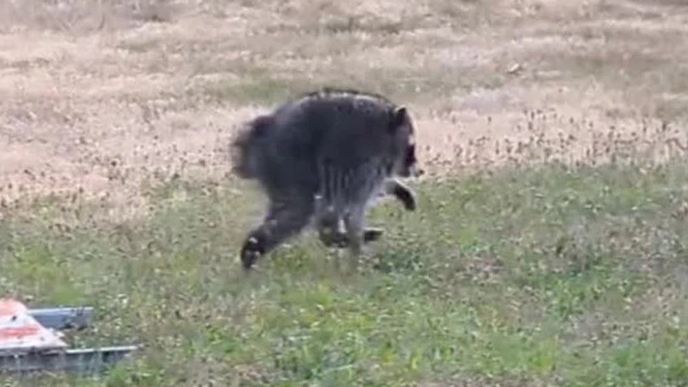 Heute.at - Deformierter Waschbär erobert alle Herzen im Internet