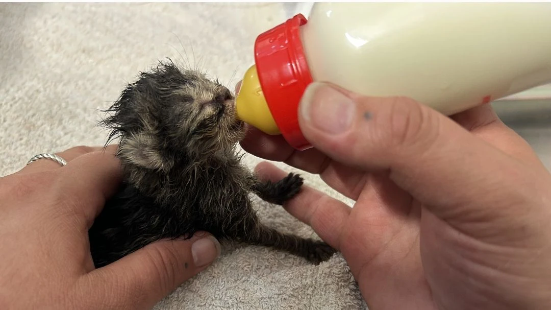 Es gab Wochen, wo 22 Katzenbabys mit dem Fläschchen gefüttert werden mussten. 