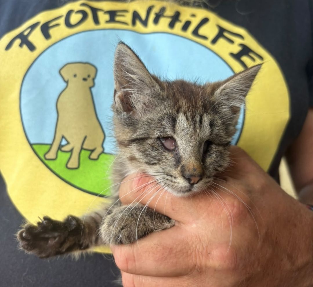 Die Blindheit ist offenbar eine Auswirkung von unbehandelten Katzenschnupfen.