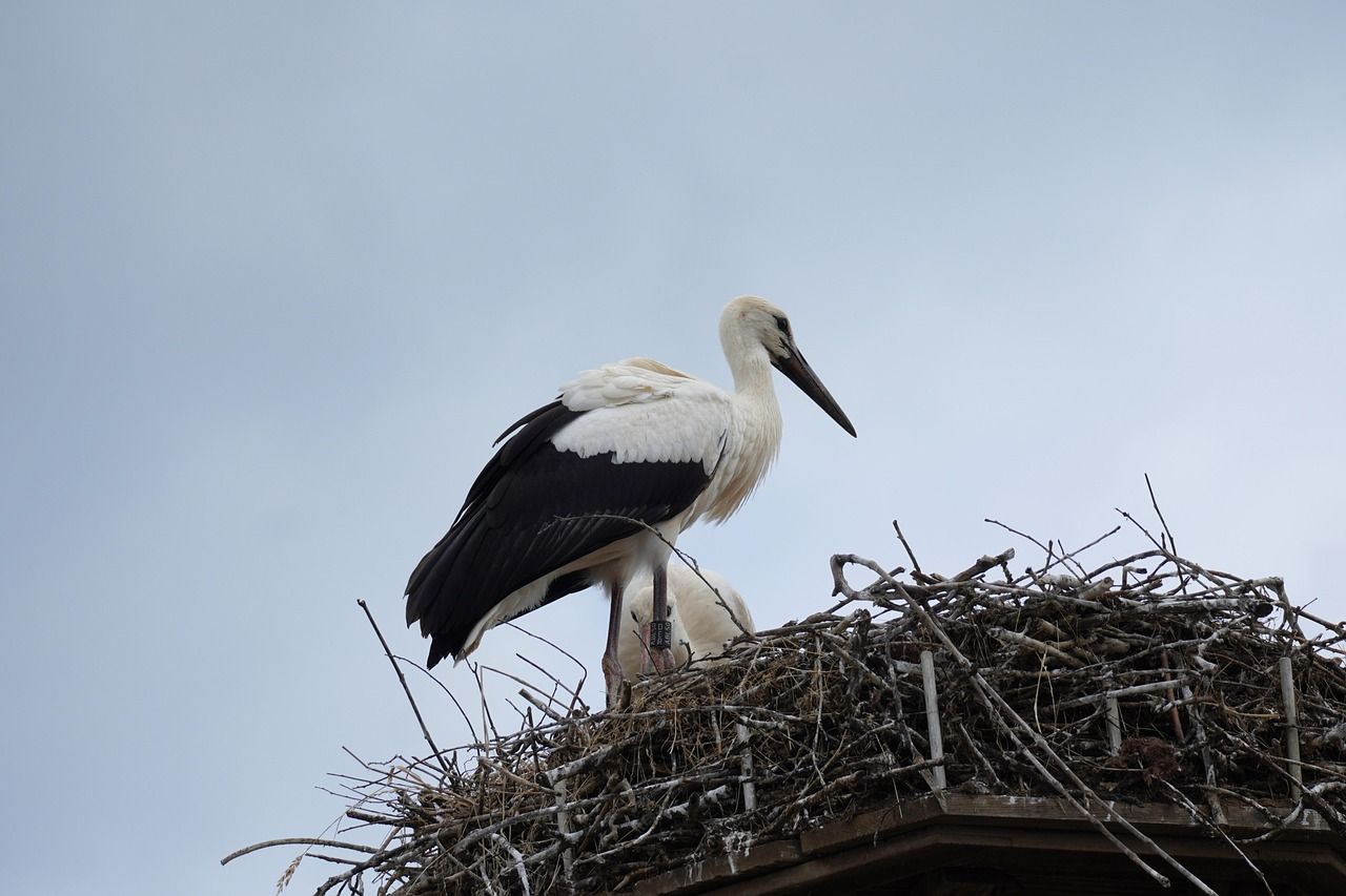 Weißstorch im Nest