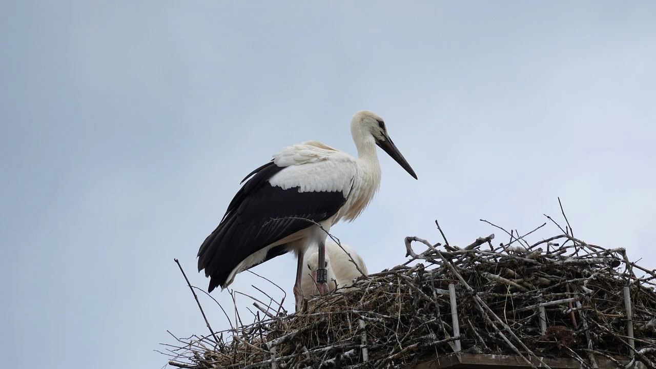 Heute.at - Storch-Boom: Bestand hat sich verfünffacht