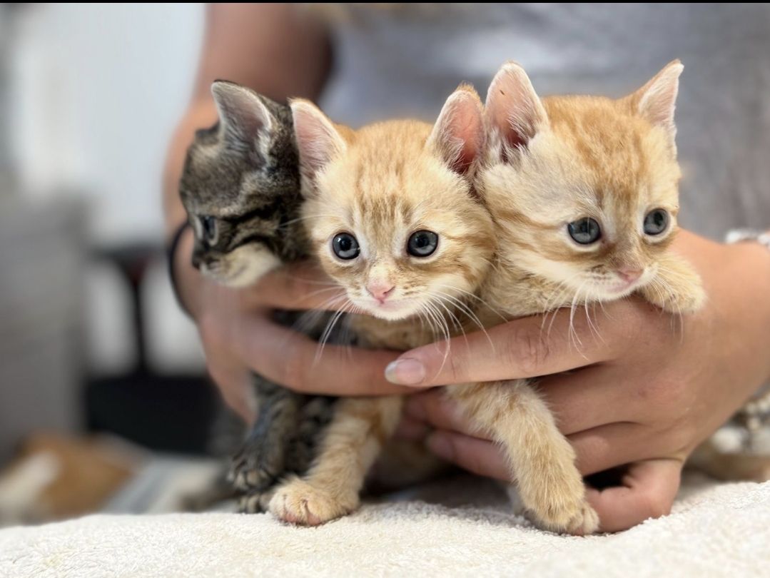 Besondere Sorgen macht sich die Pfotenhilfe um das Kätzchen-Trio Uschi, Carlo und Marcello.