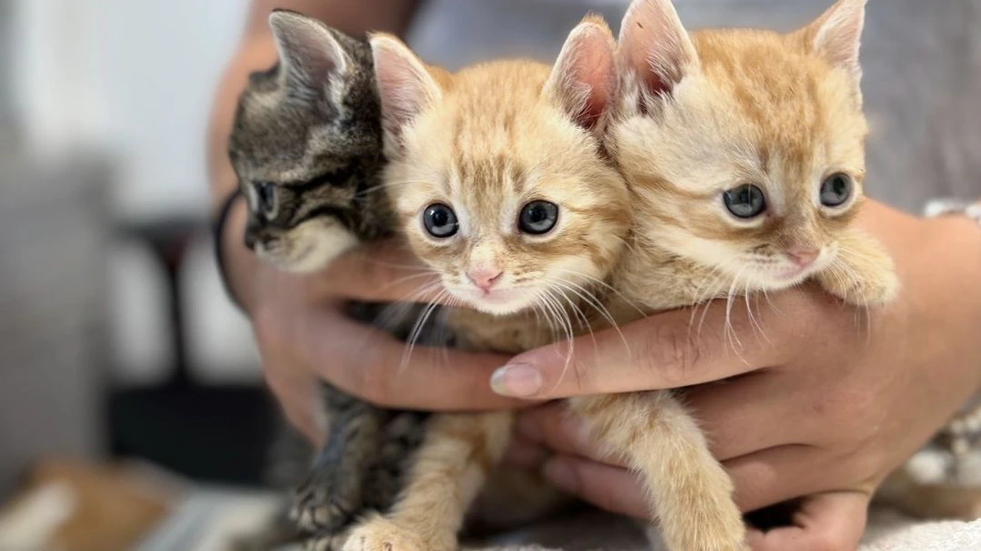 Dieses kleine Trio hatte ebenfalls einen schrecklichen Start ins Leben.