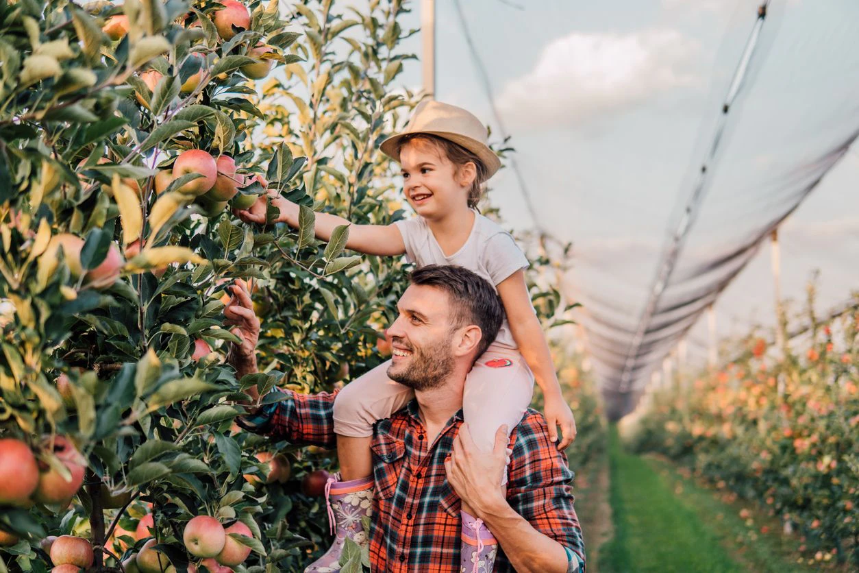 Wer mit seinen Kindern gemeinsam Obst pflücken geht, erhöht im besten Fall die Neugier auf gesunde Lebensmittel