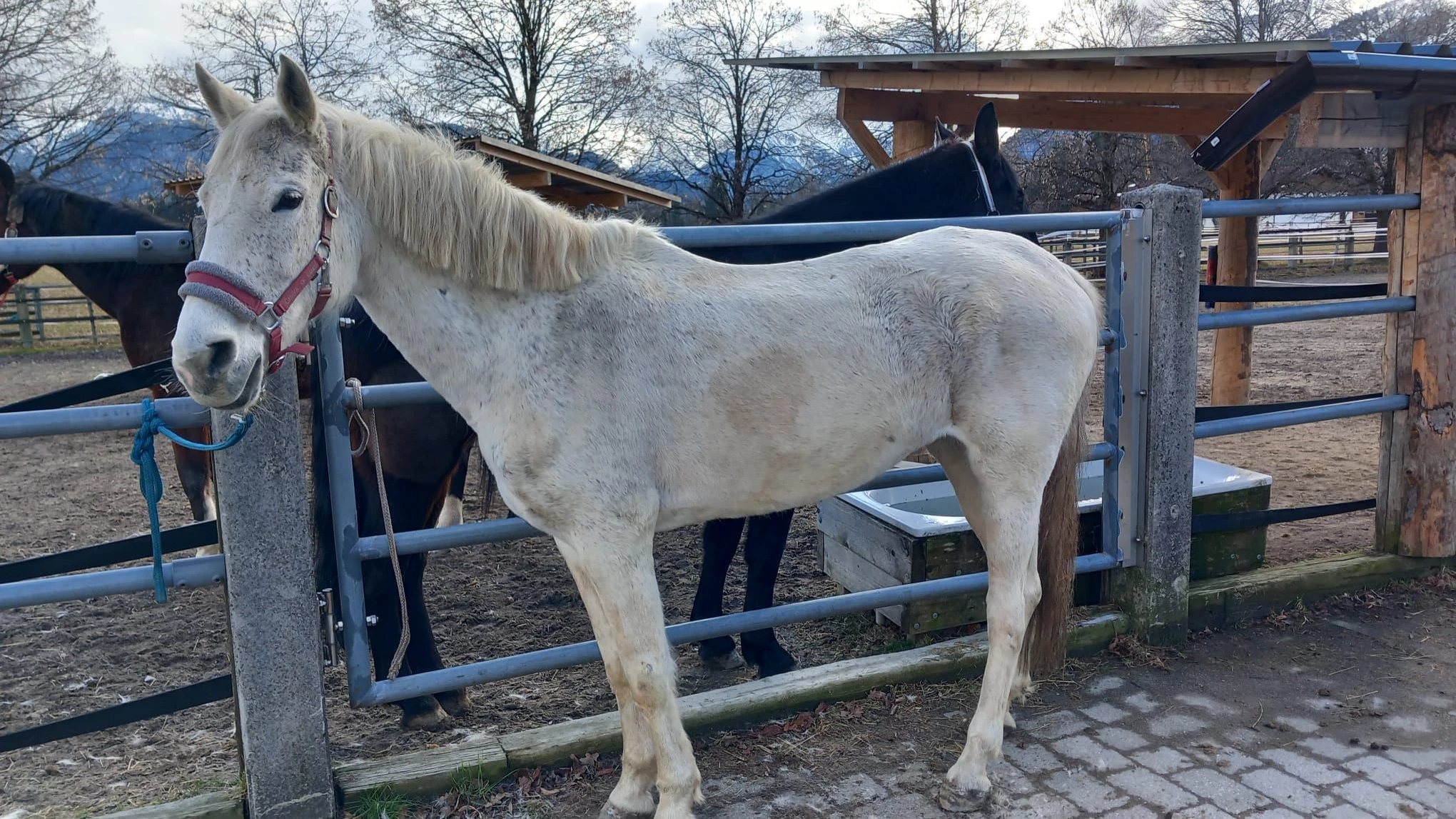 "Lillifee" ist bereit für ihr neues Leben. 