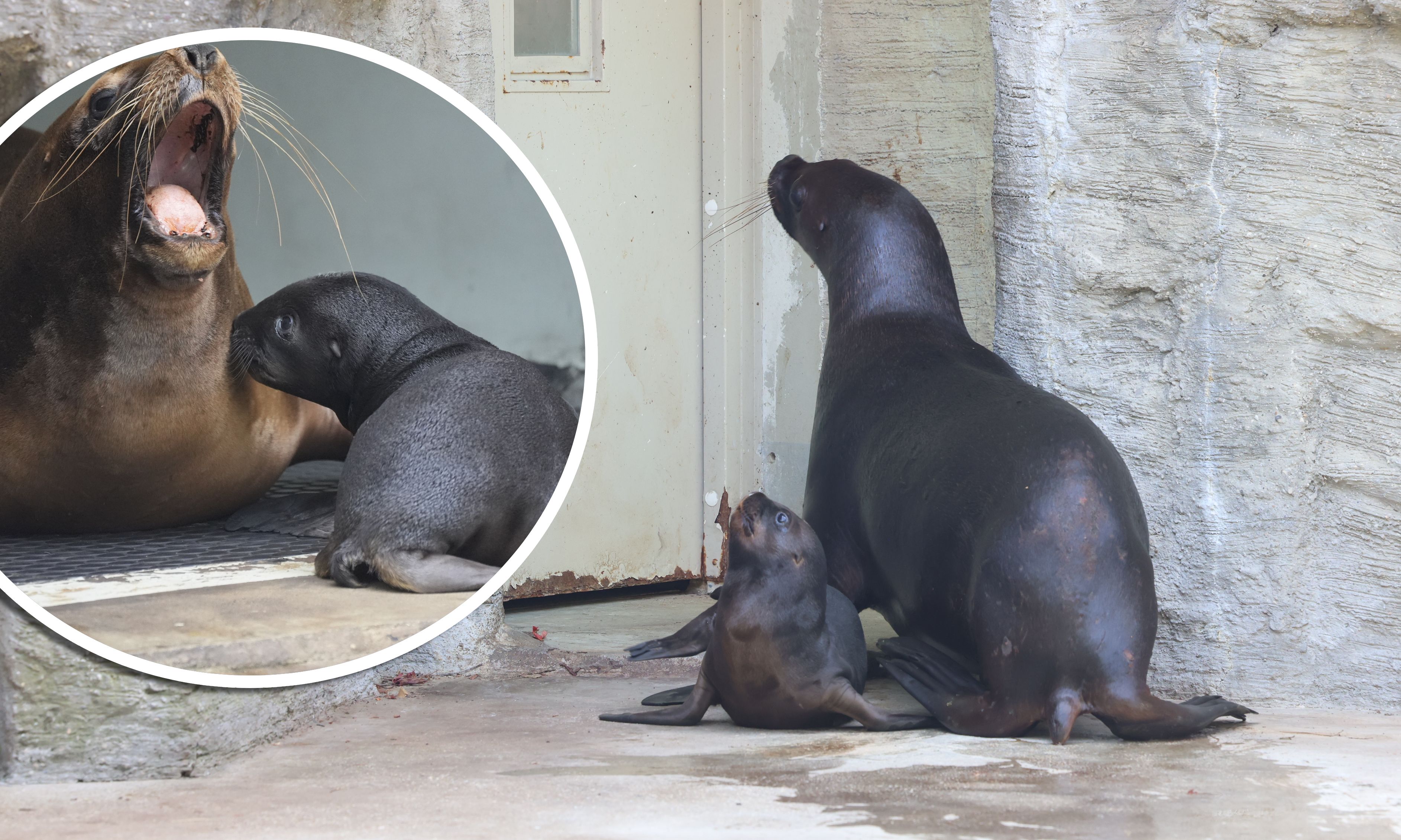 Heute.at - Enthüllt – Doppeltes Babyglück bei Robben in Schönbrunn