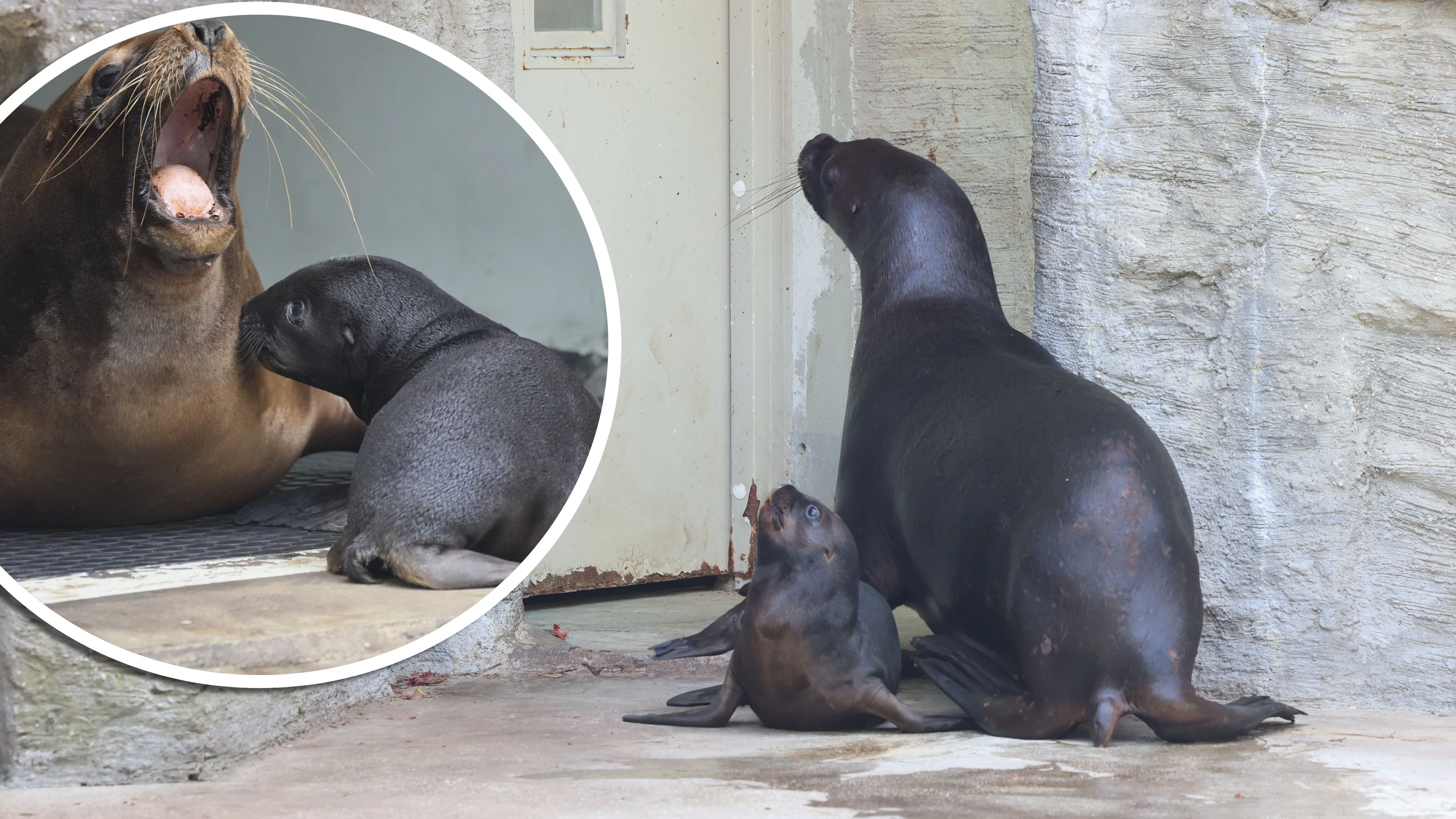 Heute.at - Enthüllt – Doppeltes Babyglück bei Robben in Schönbrunn