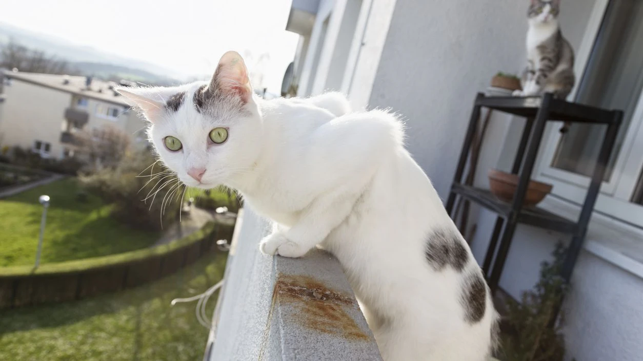 Heute.at - Freier Fall! Diese Höhe ist am sichersten für Katzen