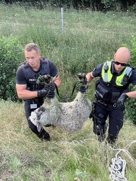 Polizisten konnten das Tier unverletzt bergen. 