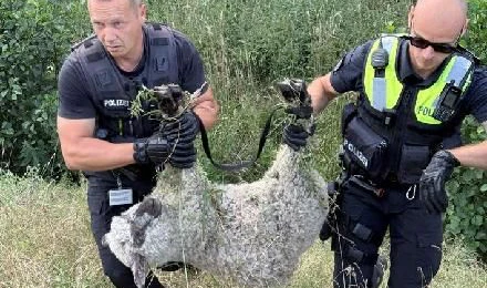 Heute.at - Schaf sorgt für Vollsperre auf A14: Polizei rettet Tier