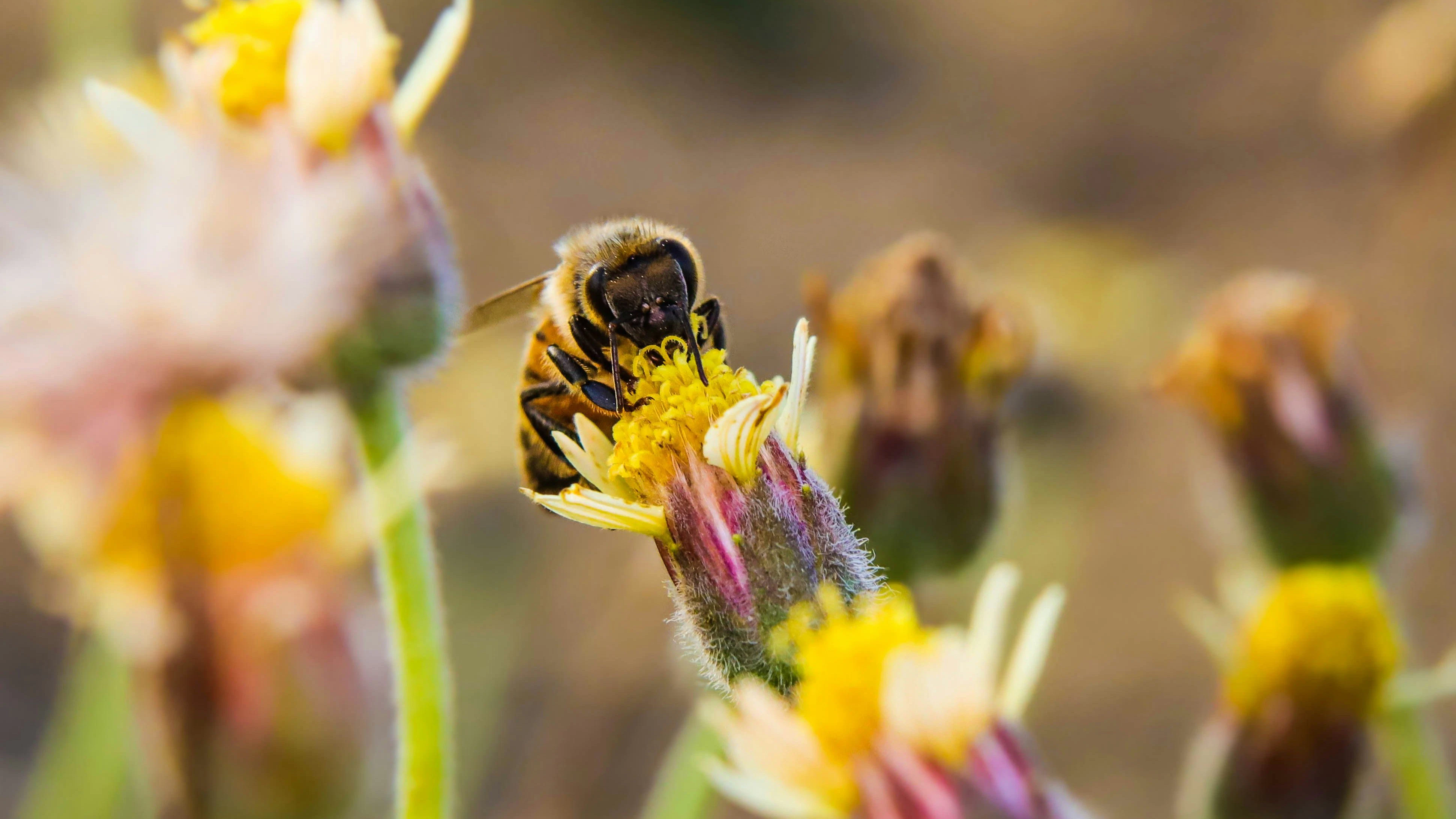 Heute.at - Bienenkiller - Debatte um Insektengifte in Frankreich