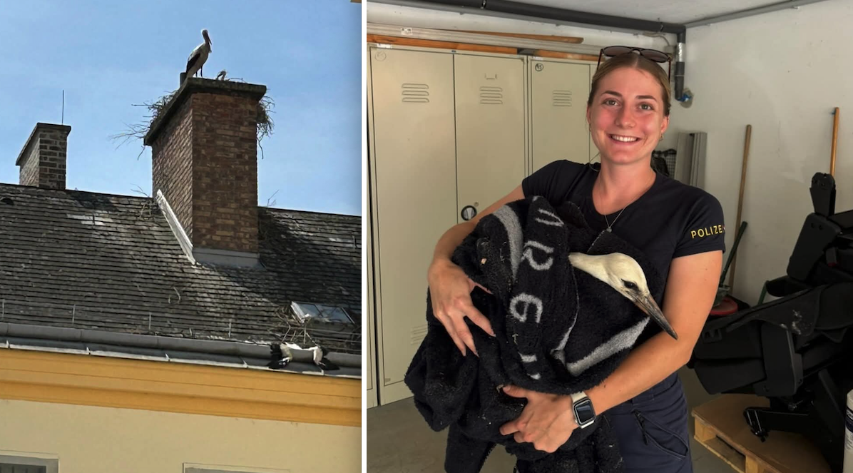 Die Polizei konnte einen verletzten Jungstorch retten