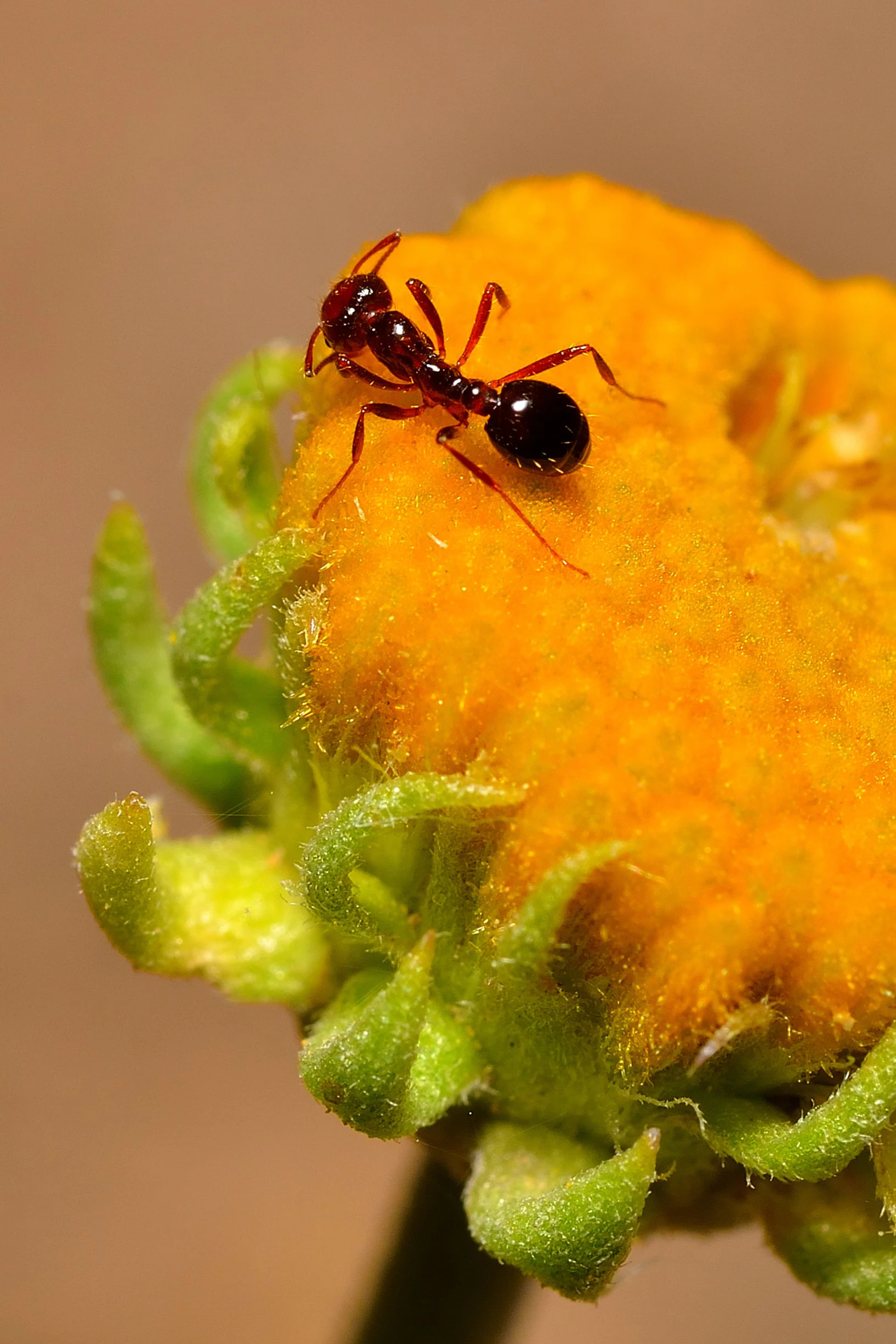 Nicht in jeder Küche gerne gesehen: eine schwarze Ameise auf einer Blüte