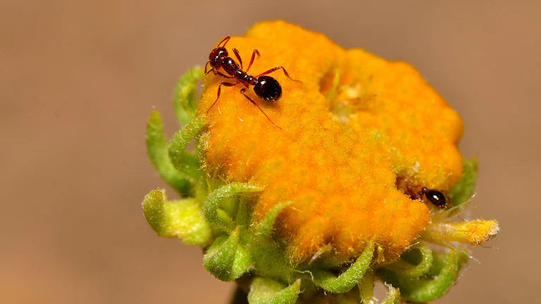 Weil in seinem mit zwei Sternen ausgezeichneten Lokal ein Dessert mit Ameisen dekoriert worden ist, könnte ein Restaurantbetreiber in Seoul jetzt für bis zu ein Jahr ins Gefängnis wandern. Denn die kleinen Insekten sind in Südkorea nicht als Lebensmittel zugelassen.
