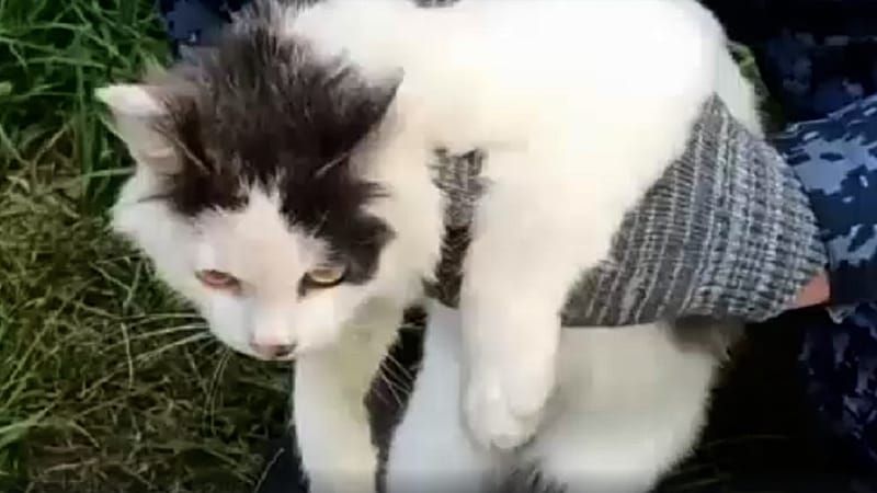 Aufgeflogen! Der niedliche Kater sollte verbotene Substanzen zu den Häftlingen schmuggeln.