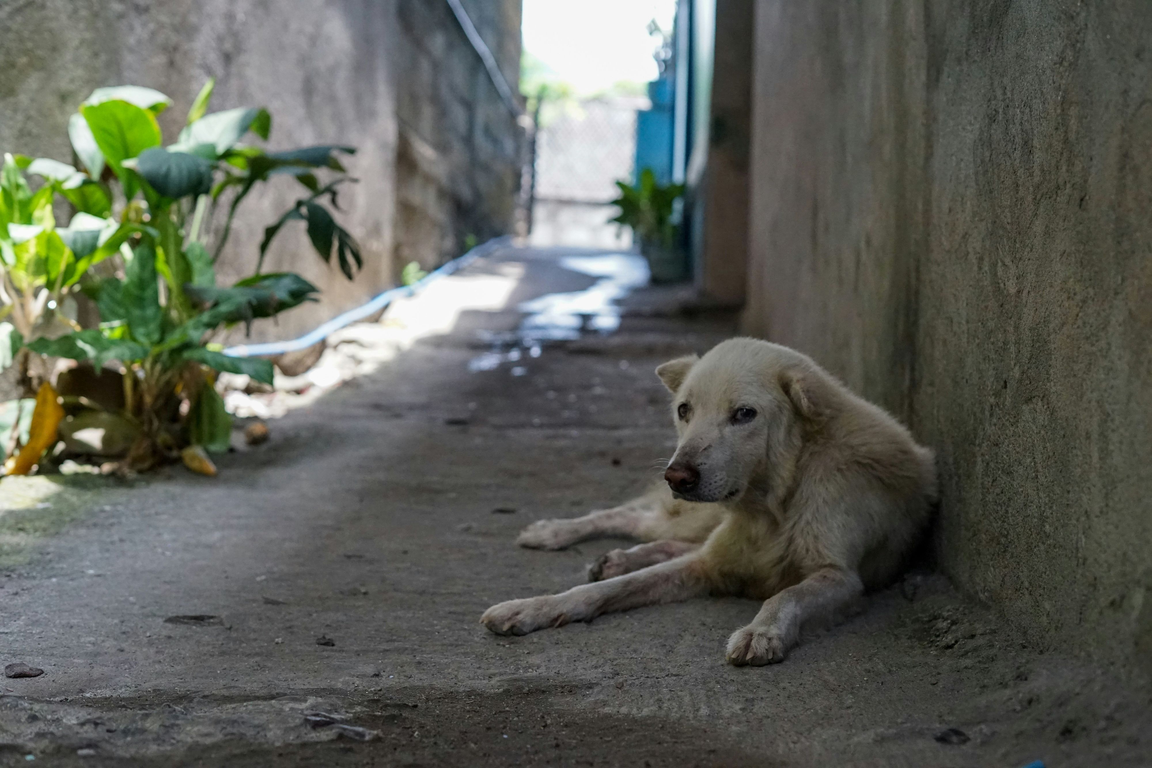 Straßenhunde sollen in Marokko derzeit in großem Stil verfolgt und getötet werden
