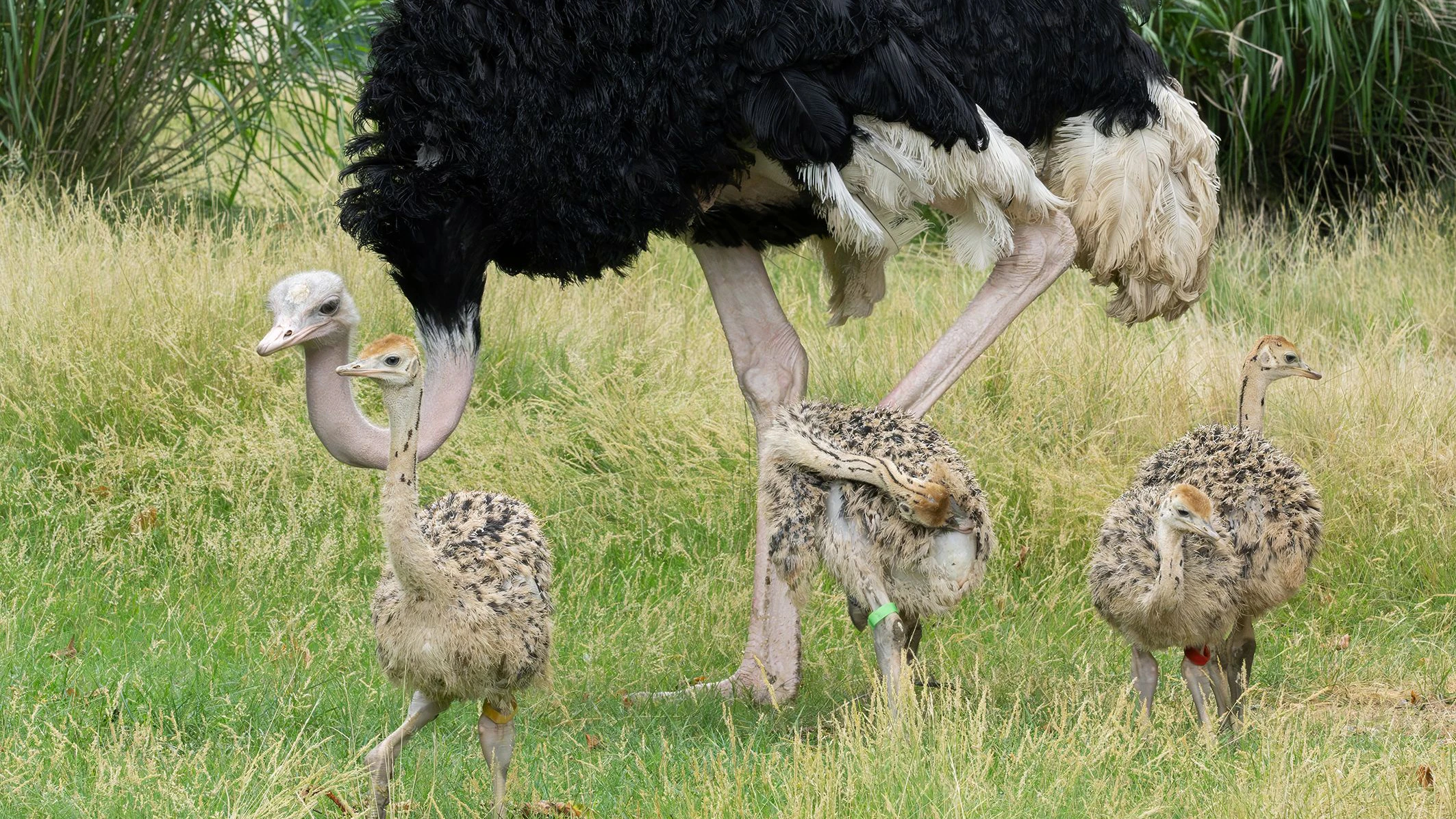 Heute.at - Zum ersten Mal seit 270 Jahren: Flausch-Ereignis im Zoo