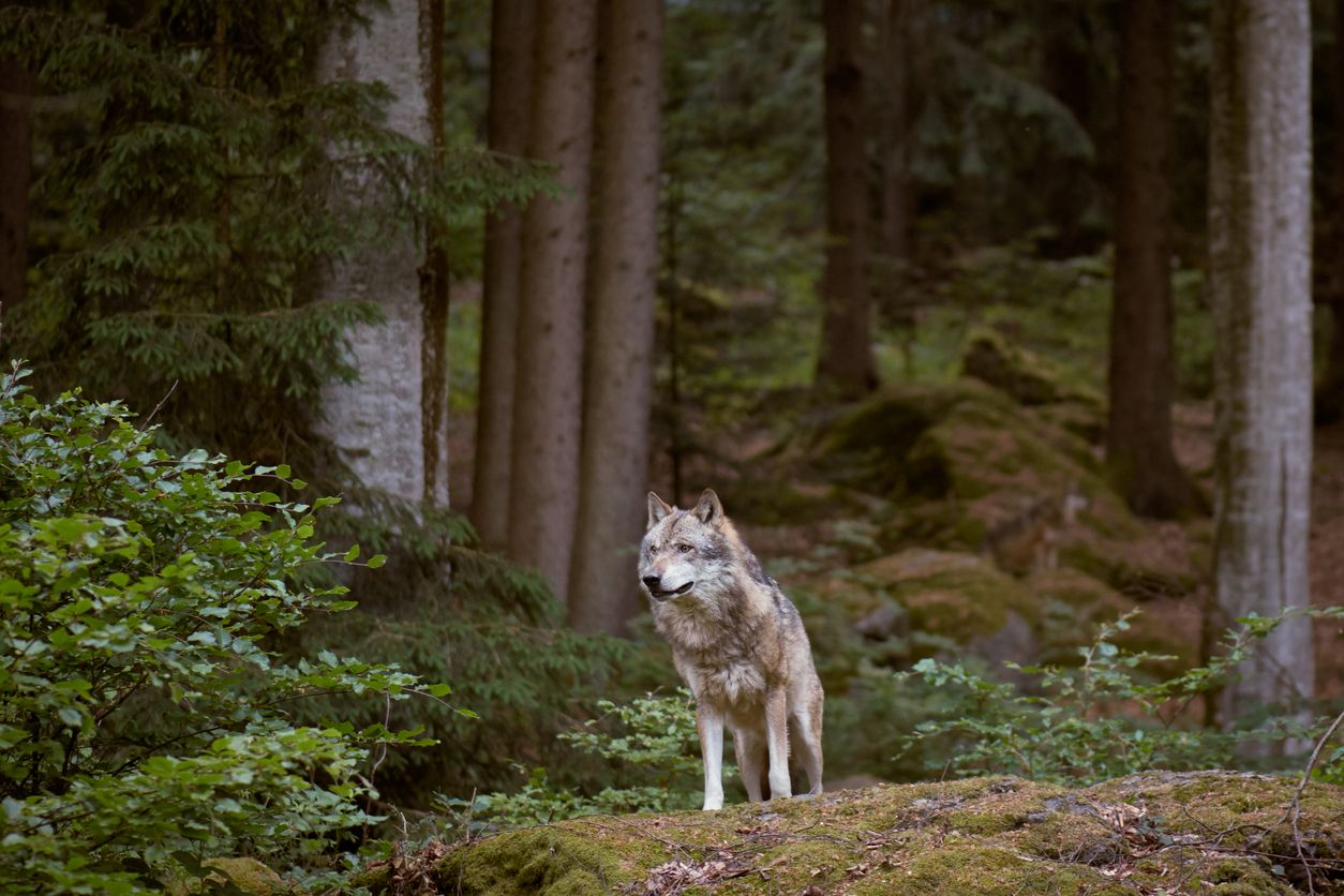 Der Wolf ging auf das Kind los – der Familienhund ging dazwischen und starb.