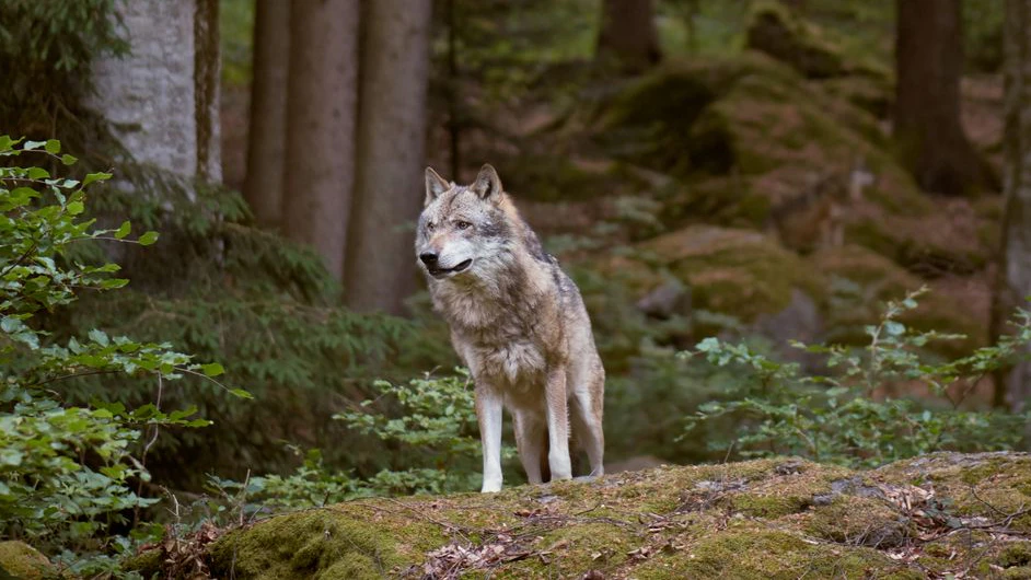 Heute.at - Wolf greift Bub an! Familienhund rettet Kind und stirbt