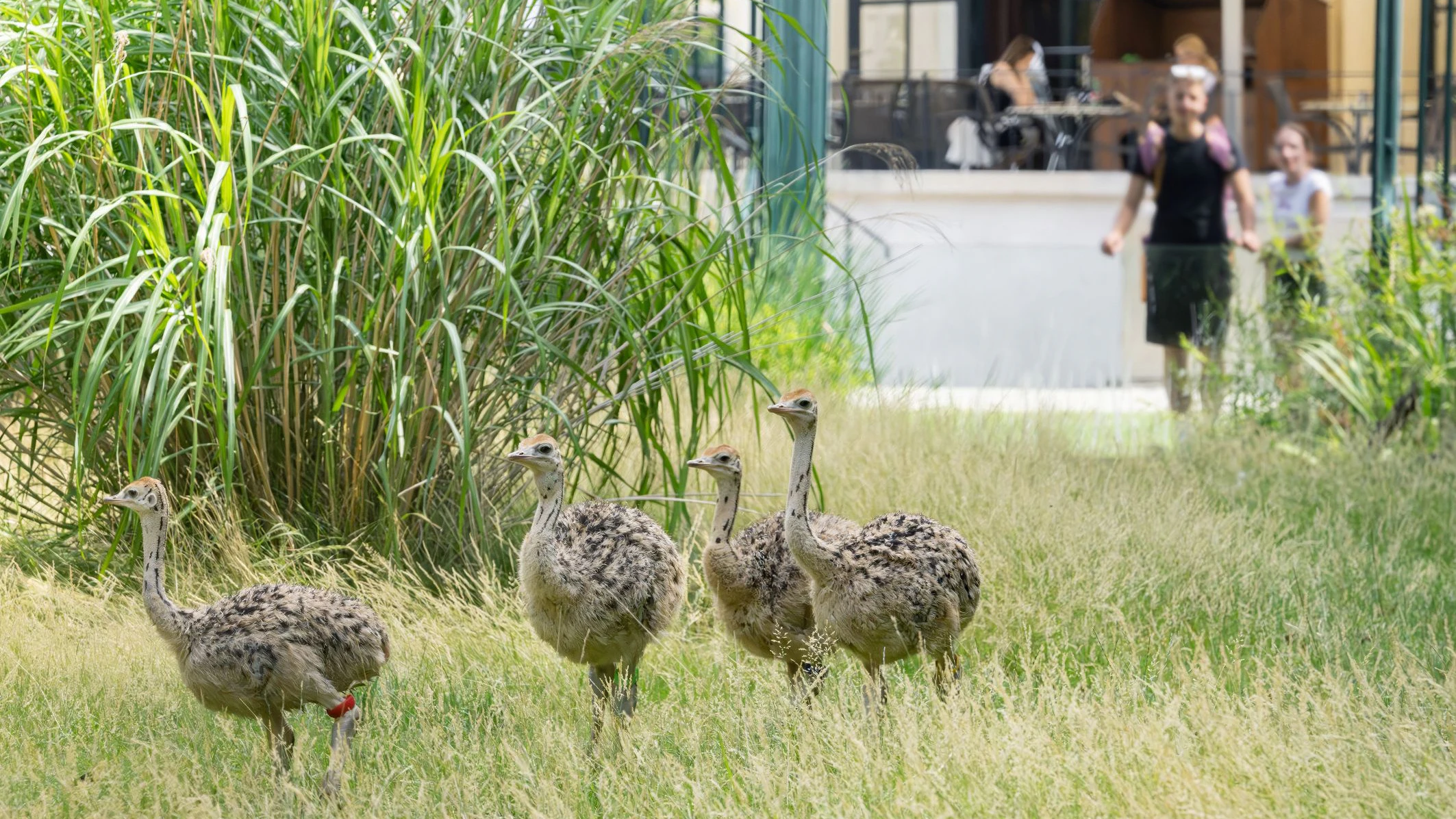 Man kann die vier Küken bereits seit Juni im Tiergarten bewundern, allerdings sind sie erst jetzt groß und auffällig genug. 