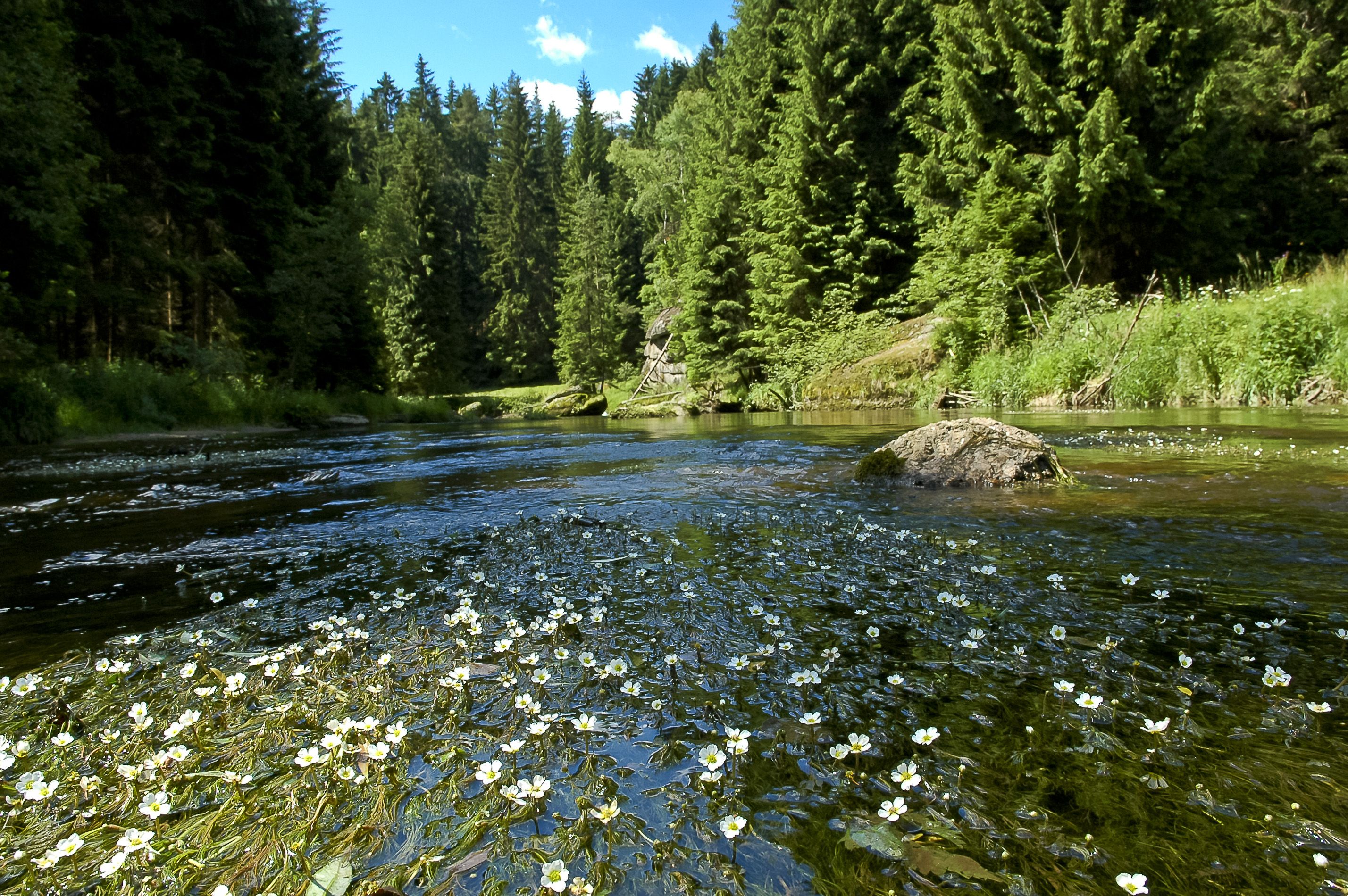 Der Kamp in Niederösterreich beherbergt beispielsweise den seltenen Scharlachkäfer.