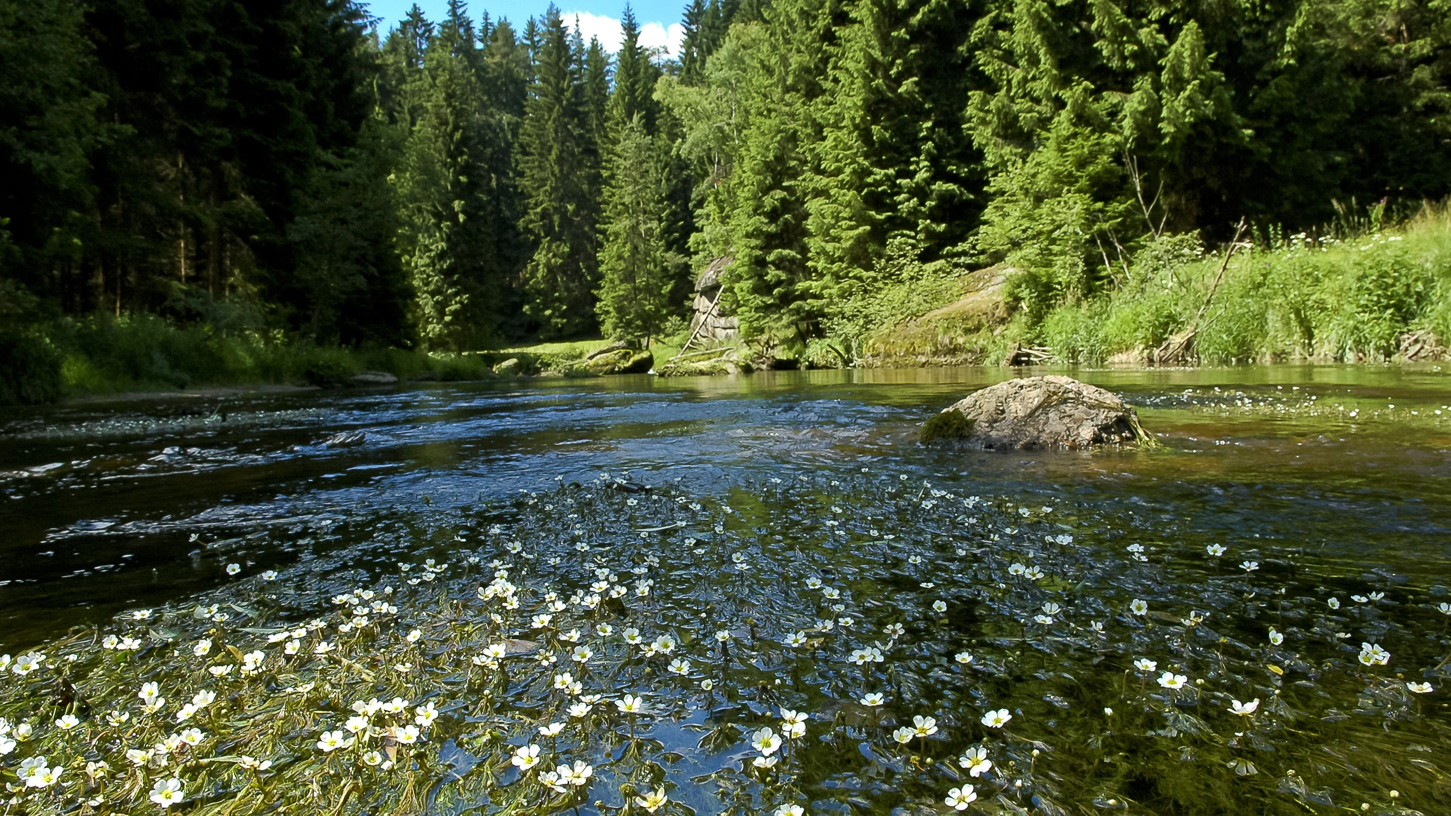 Heute.at - WWF sucht erstmals unseren Fluss des Jahres