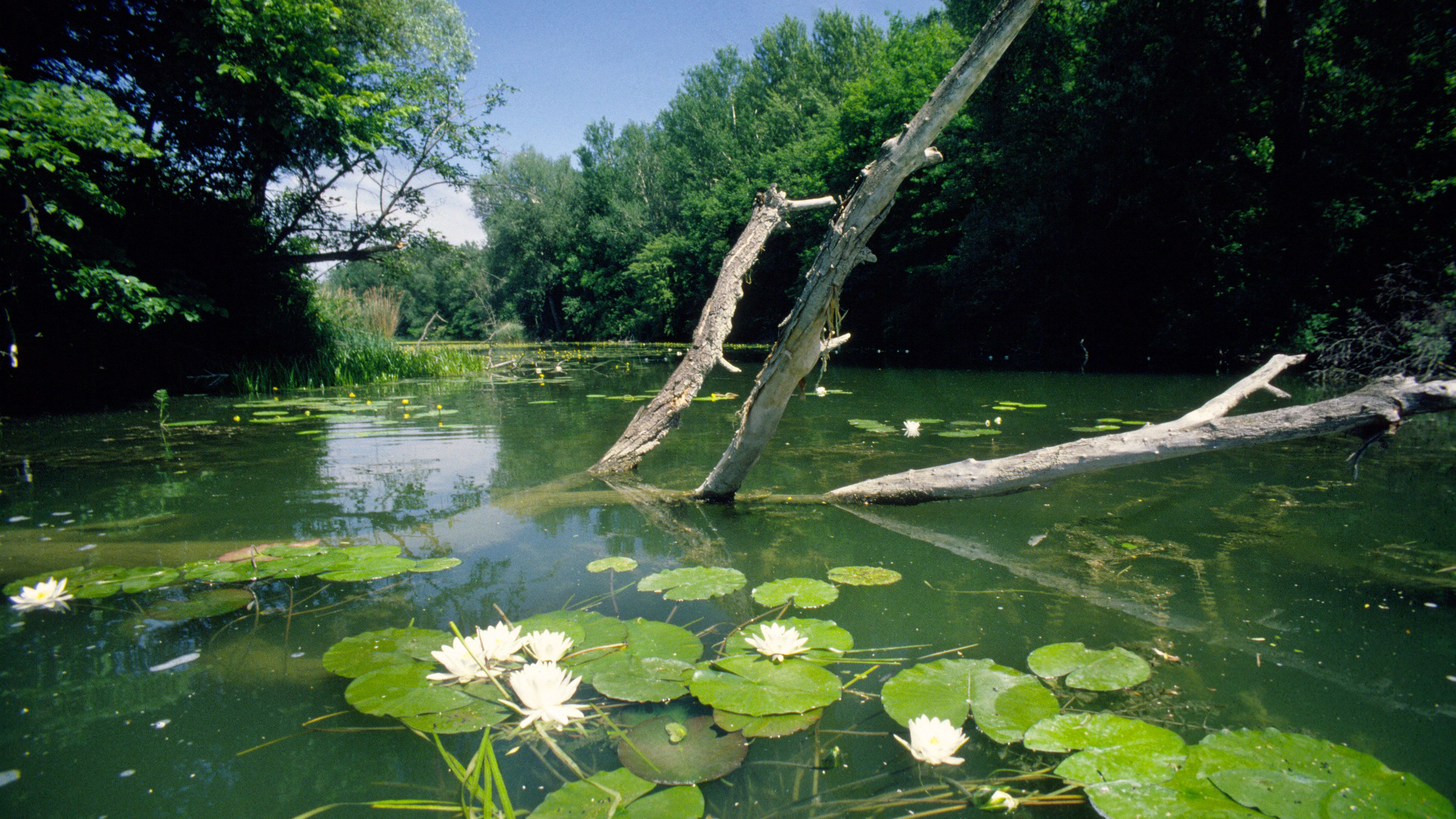  Die Donauauen gehören zu unseren ökologischen Schätzen. 