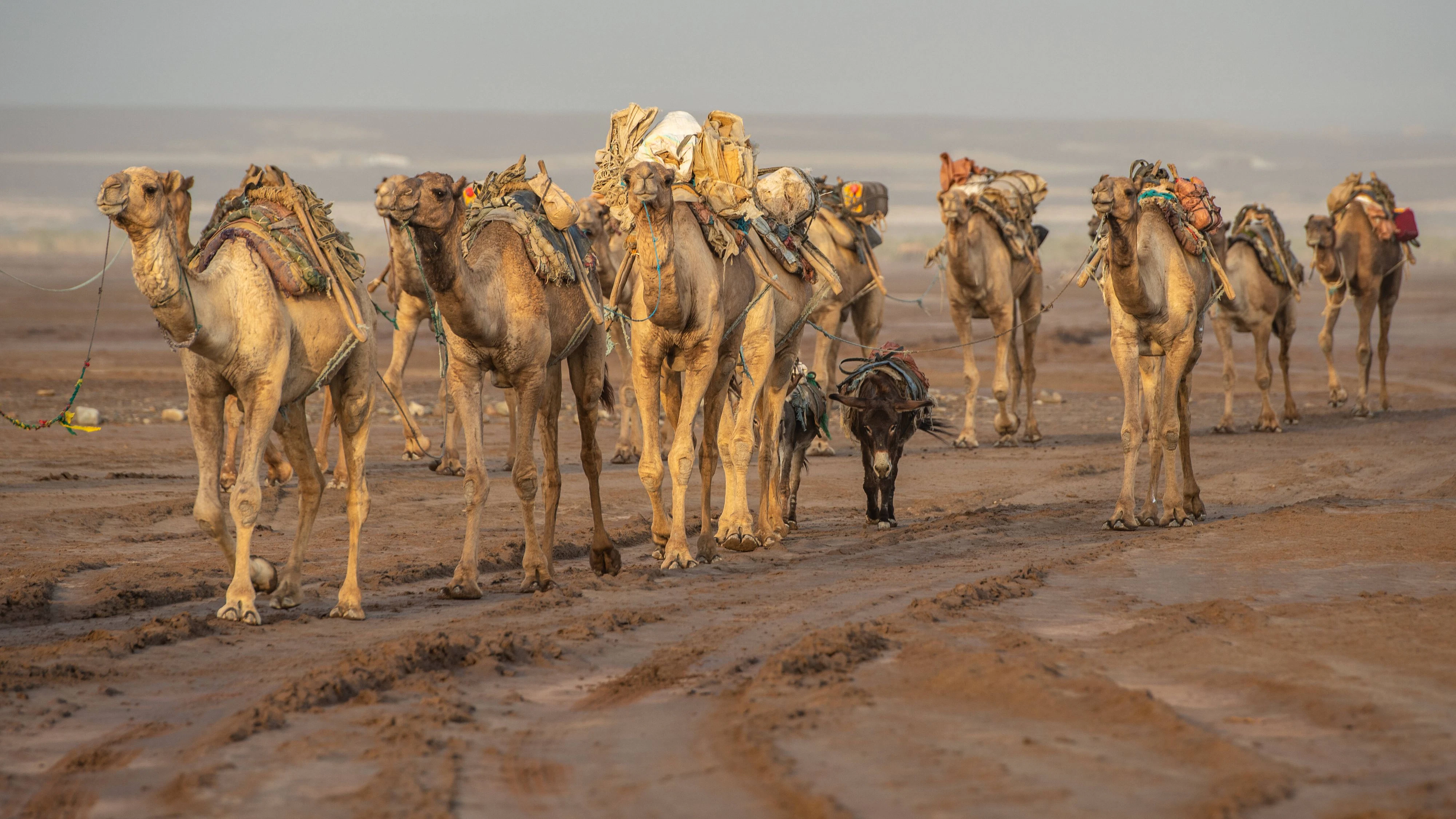 Eine Kamelkarawane (Camelus) in der Danakil-Senke, Äthiopien. Archivbild