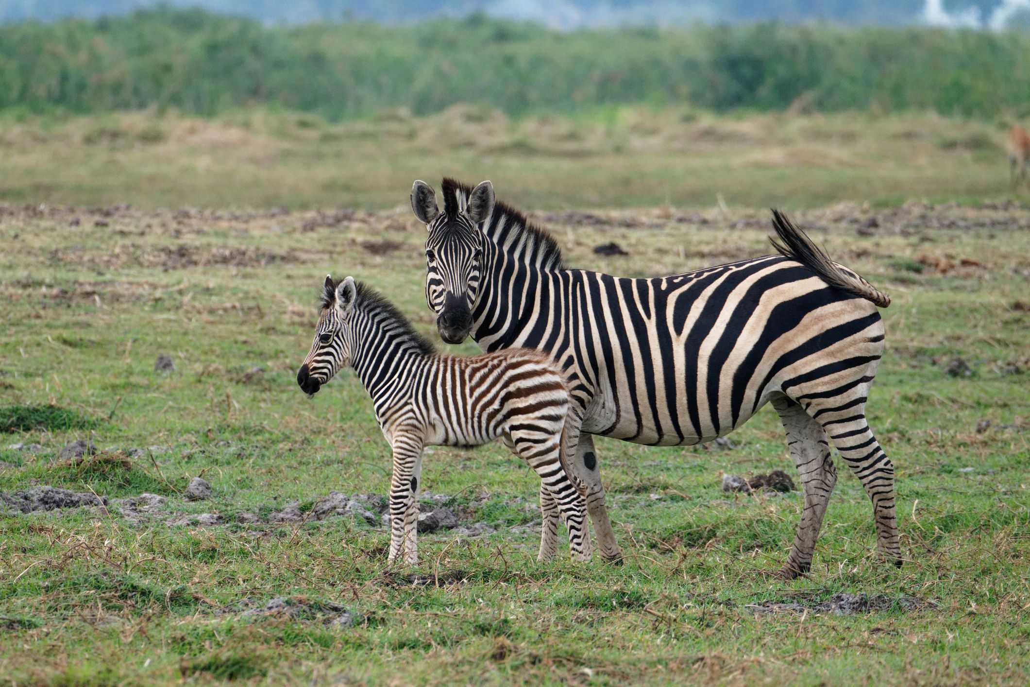 Die Zebras wurden Ende 2024 in der Nähe vom prunkvollen Anwesen Hatvanpuszta bei Bicske, westlich von Budapest, gefilmt.