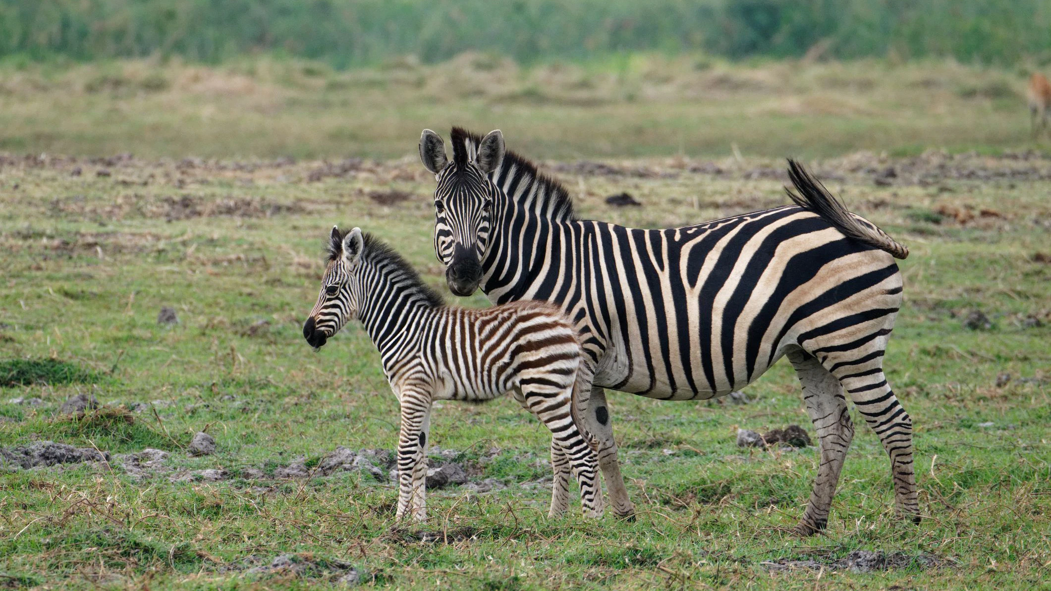 Heute.at - Zebras auf Orbáns Familienanwesen sorgen für Wirbel