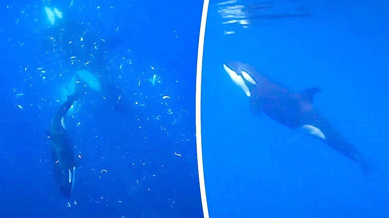 Heute.at - Tauchervideo! Orcas rammen Fisch, bis er zerplatzt